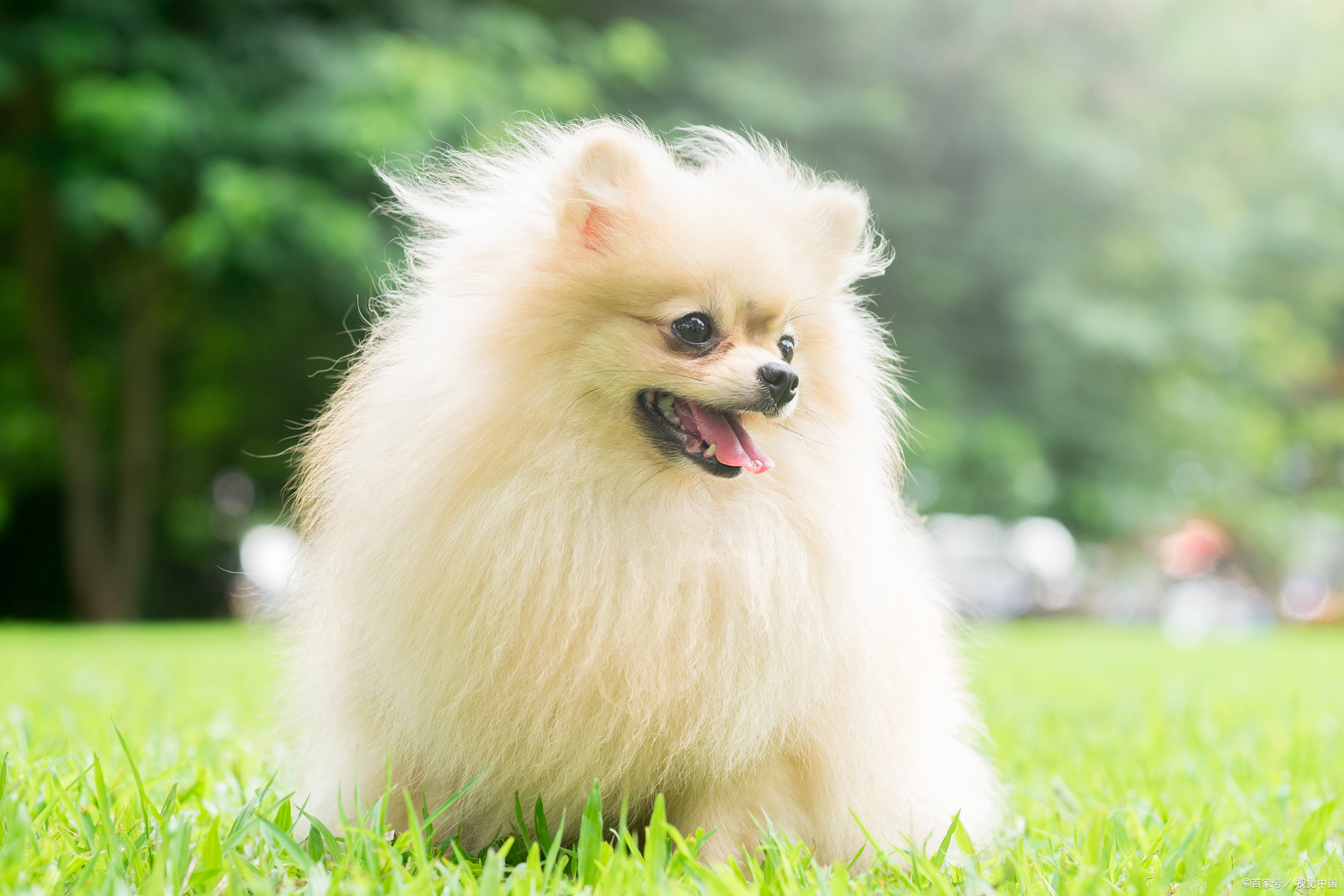 博美犬的寿命是多少年