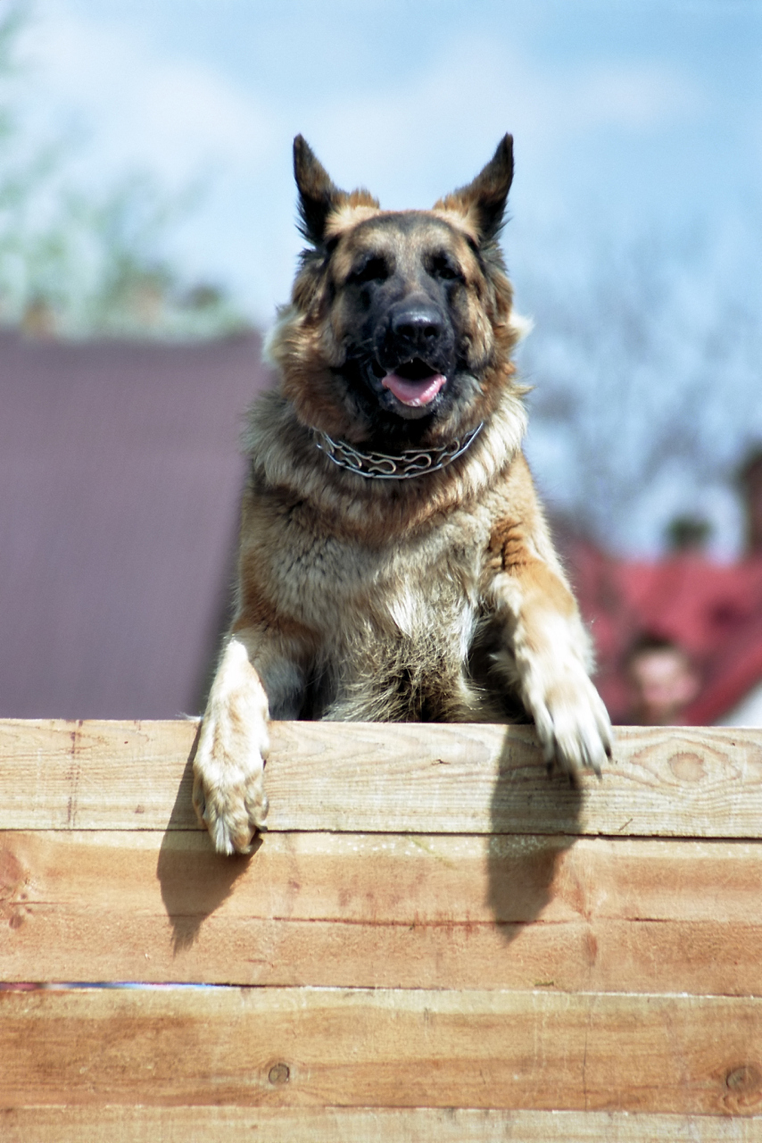 德国牧羊犬(german shepherd),简称"德牧",是一种聪明,勇敢,稳重