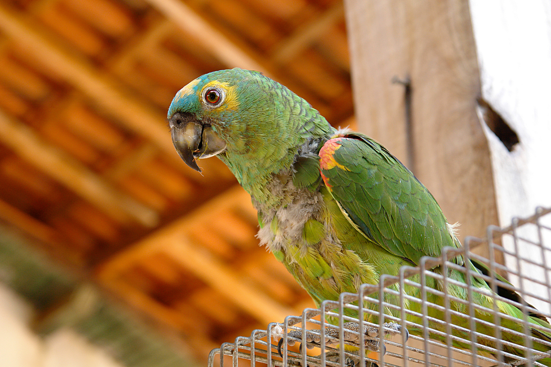 鹦鹉热是一种由鹦鹉热衣原体引起的人畜共患病,主要通过感染鸟类(如