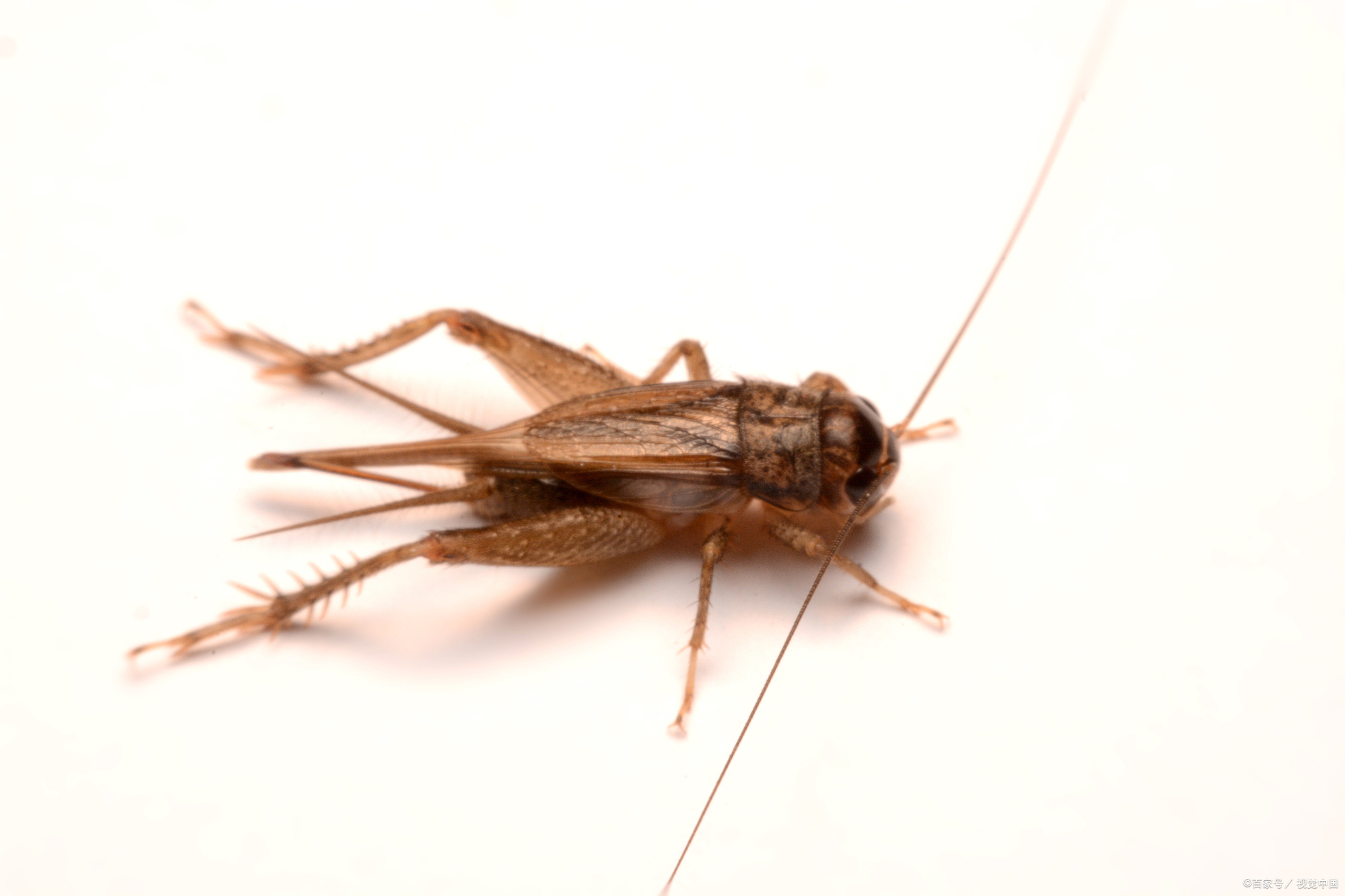 高考:《促织》相关成语,来自一线语文老师的总结