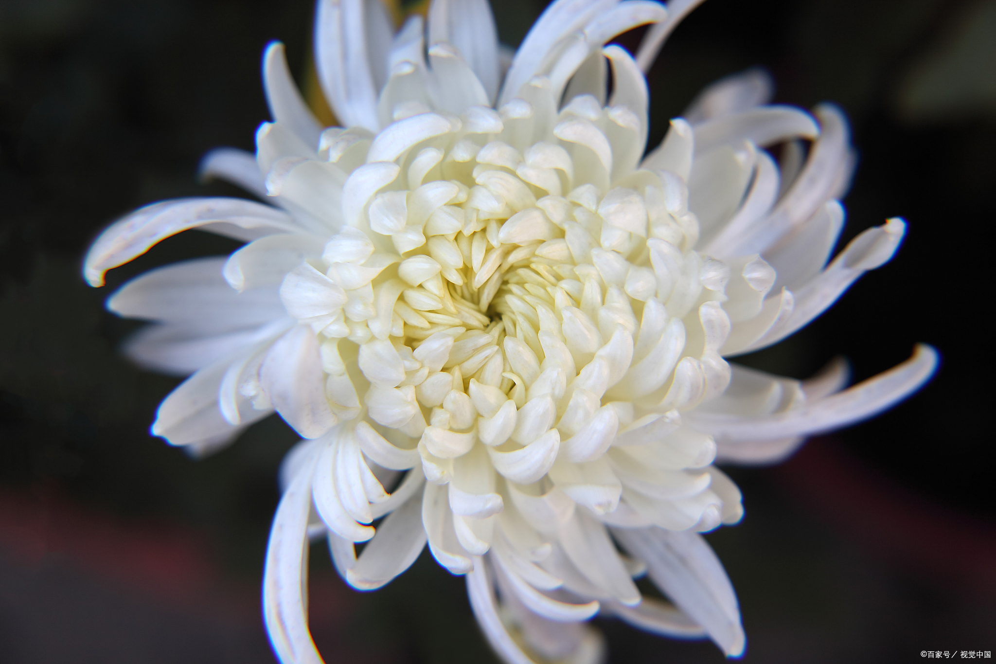探讨清明送什么花——清明时节送鲜花,表达哀思与纪念