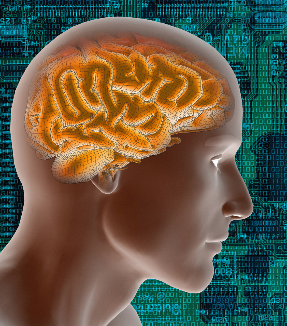 人类的大脑也是最灵活和可塑的器官,它可以根据经验和环境不断地改变