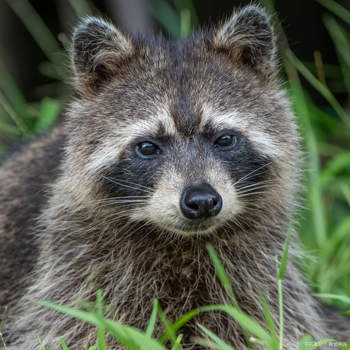 貉子,萌态可掬的"小狐狸"大揭秘!