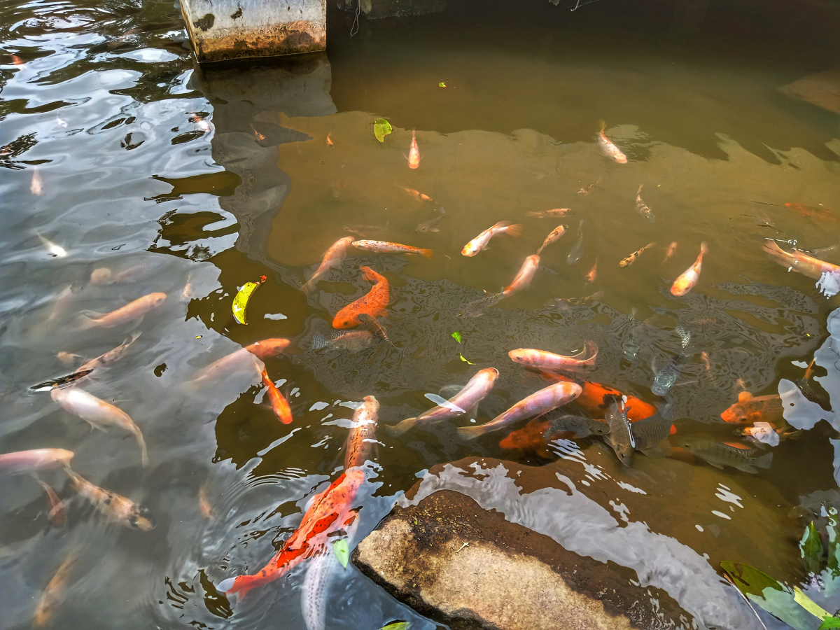 花港观鱼是杭州西湖的一处著名景点,位于苏堤南段西侧,是西湖十景之一