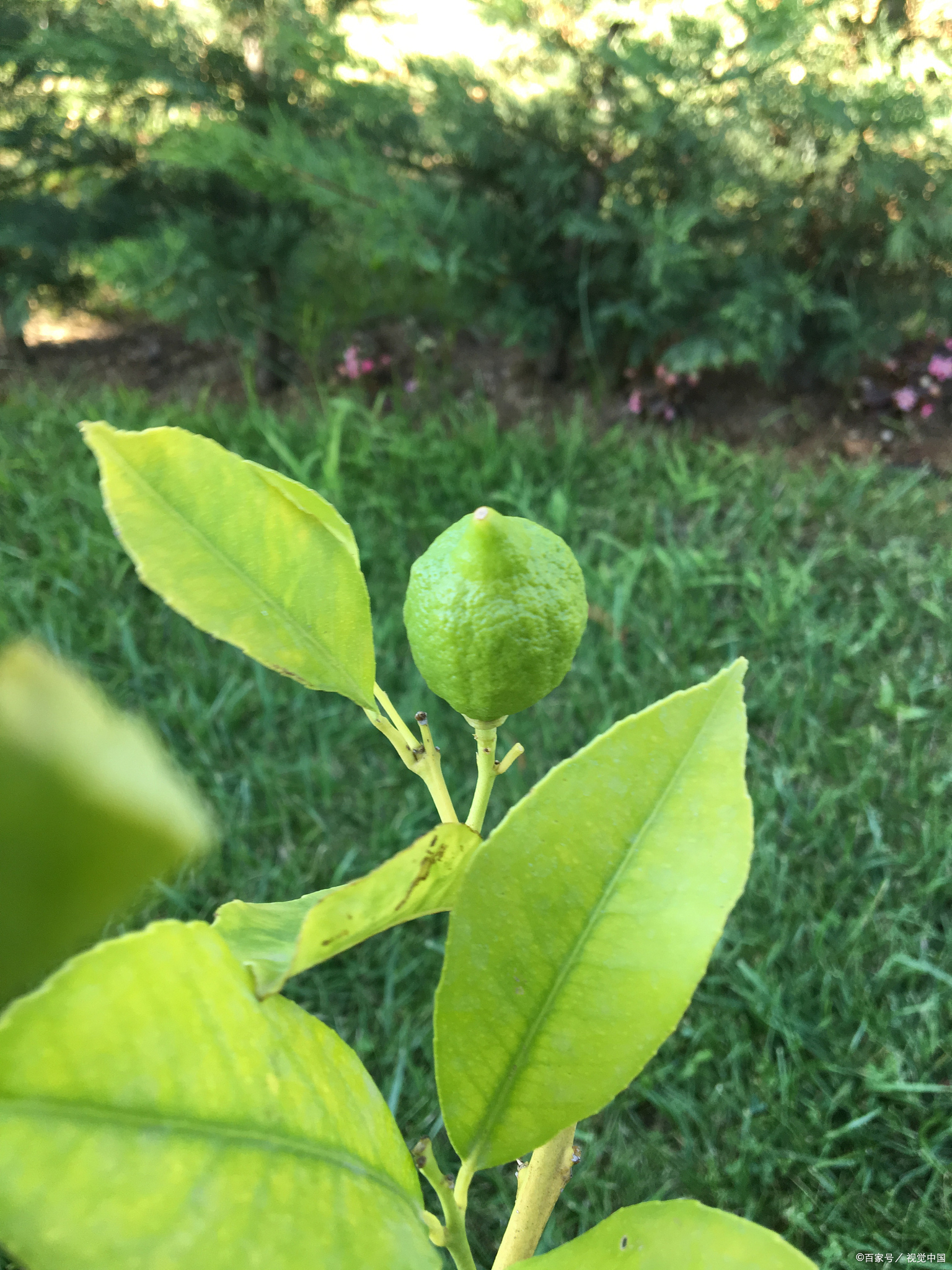 我这人对植物有着一股莫名的痴迷,尤其是那种能在