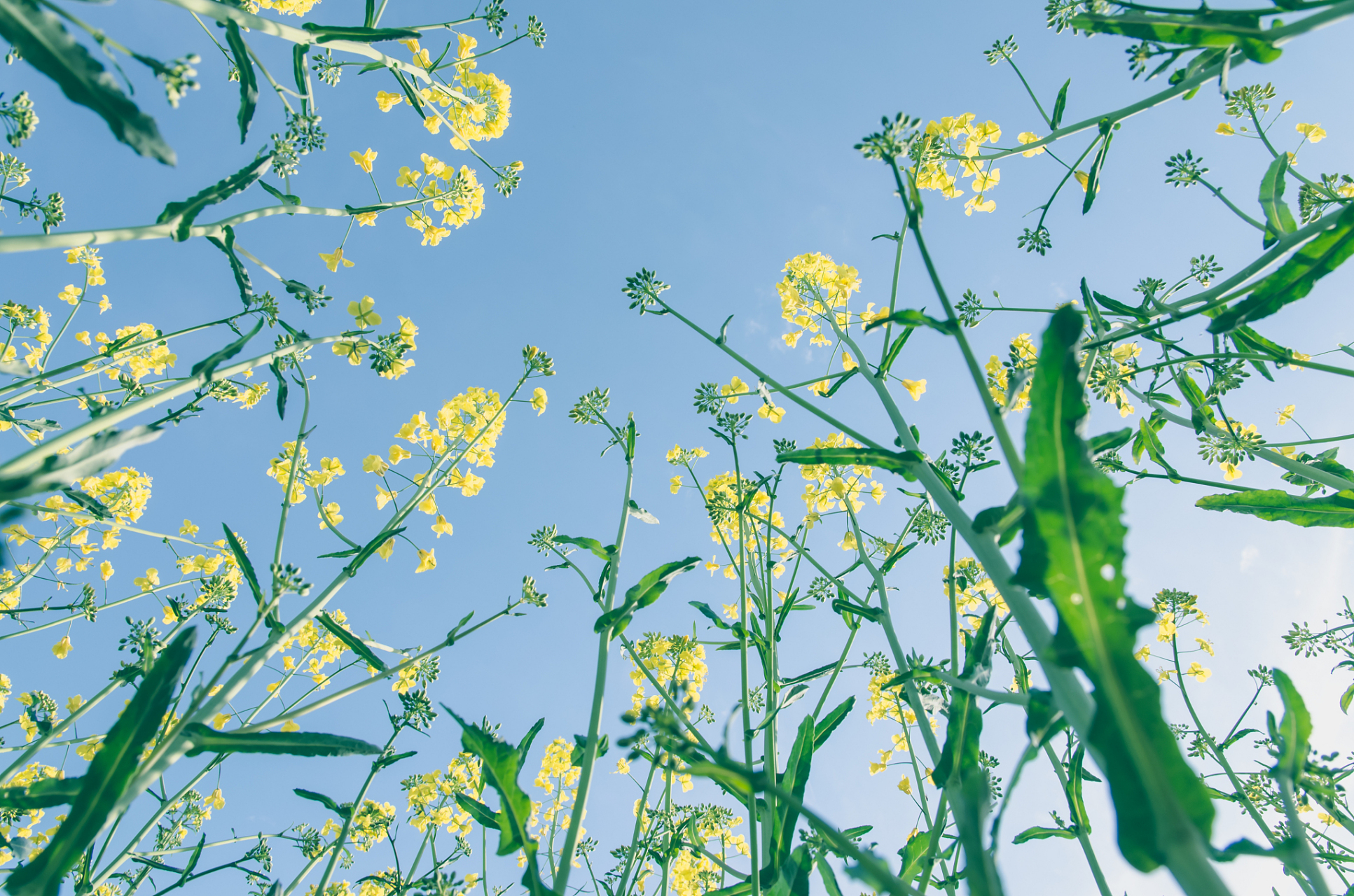 镜头里的春天#         春日之旅,踏足青翠,沐浴在和煦的阳光之下,无