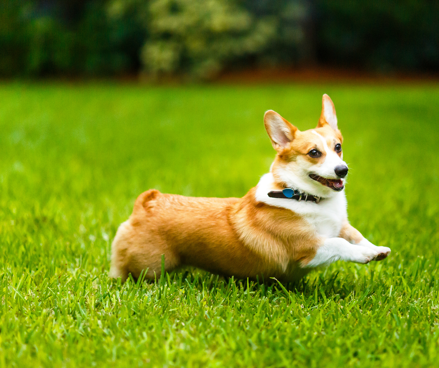 柯基犬性格图片