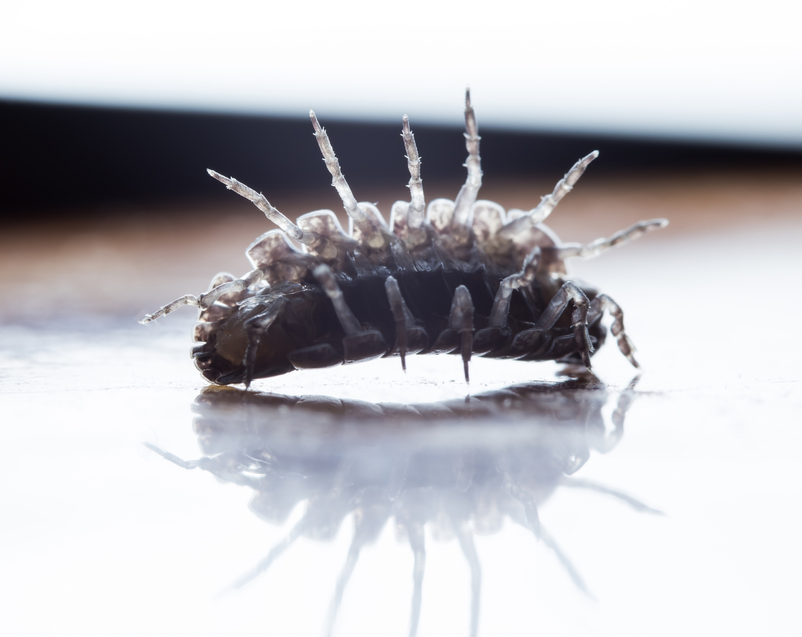 臭虫,这些夜行性的微小生物,通常在夜幕低垂,万籁俱寂之时悄然出动