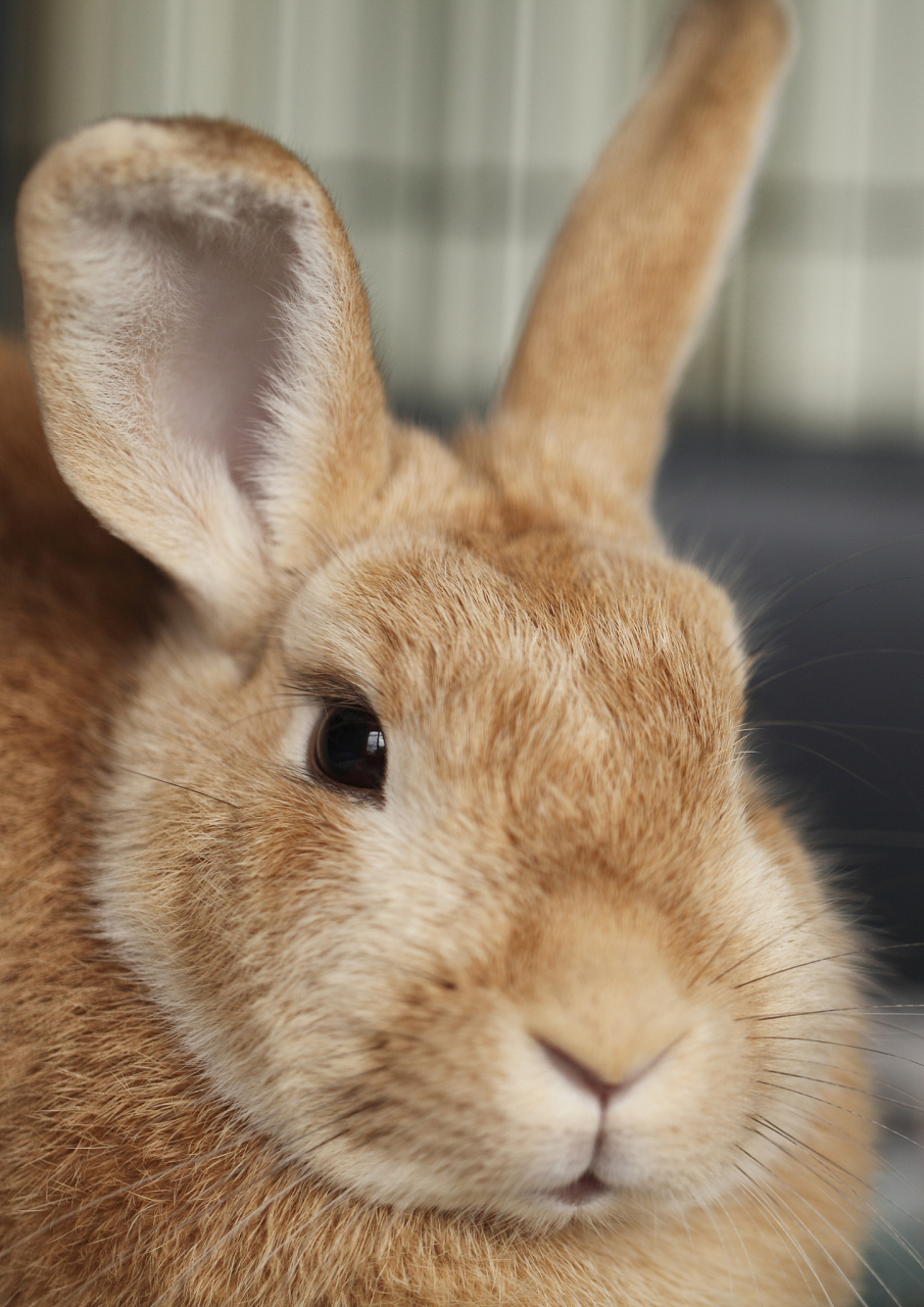 兔子的眼睛通常是红色的,这是因为它们的眼睛含有特殊的细胞和分子