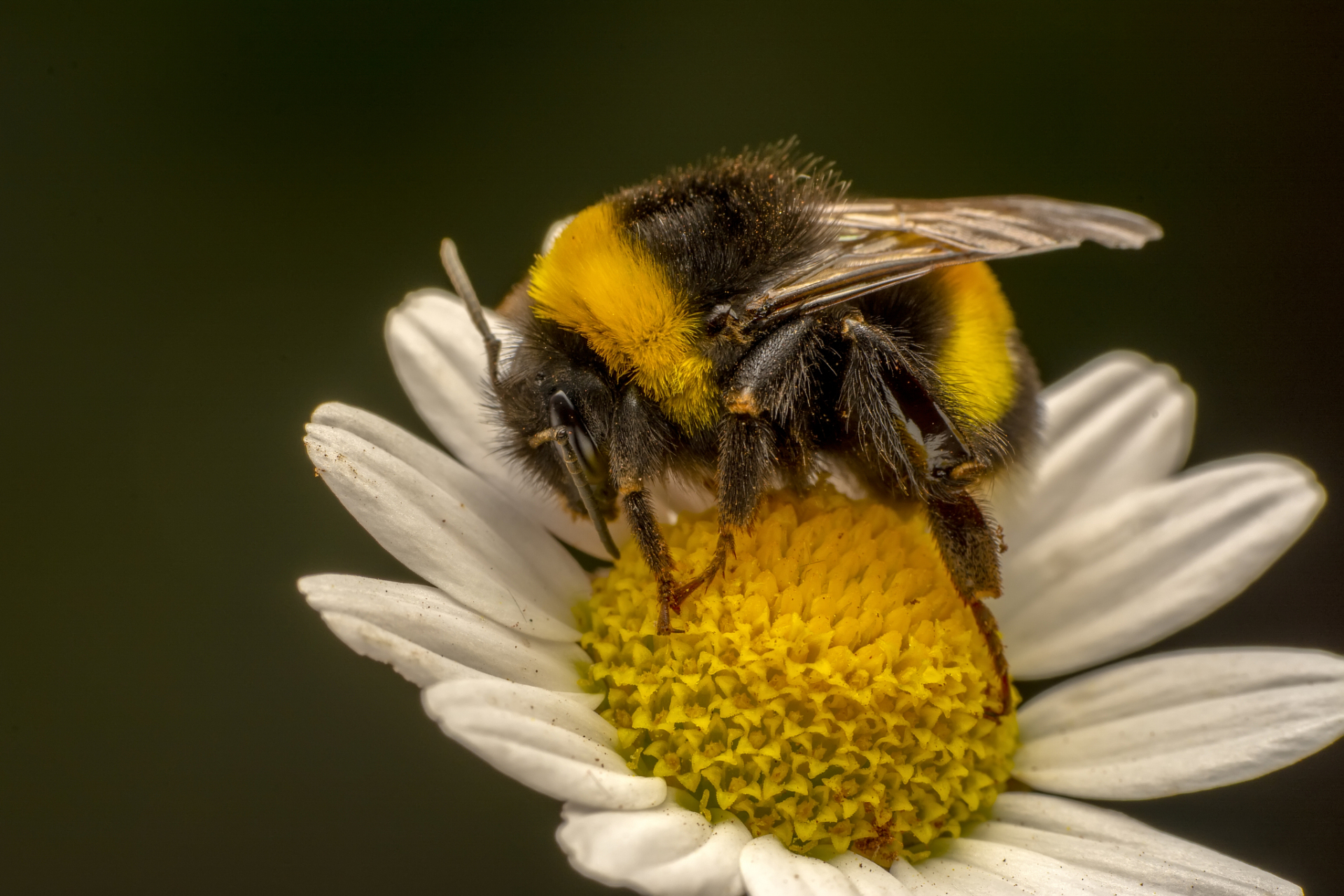 不停飞动的蜜蜂,手机如何才能拍出清晰的照片?