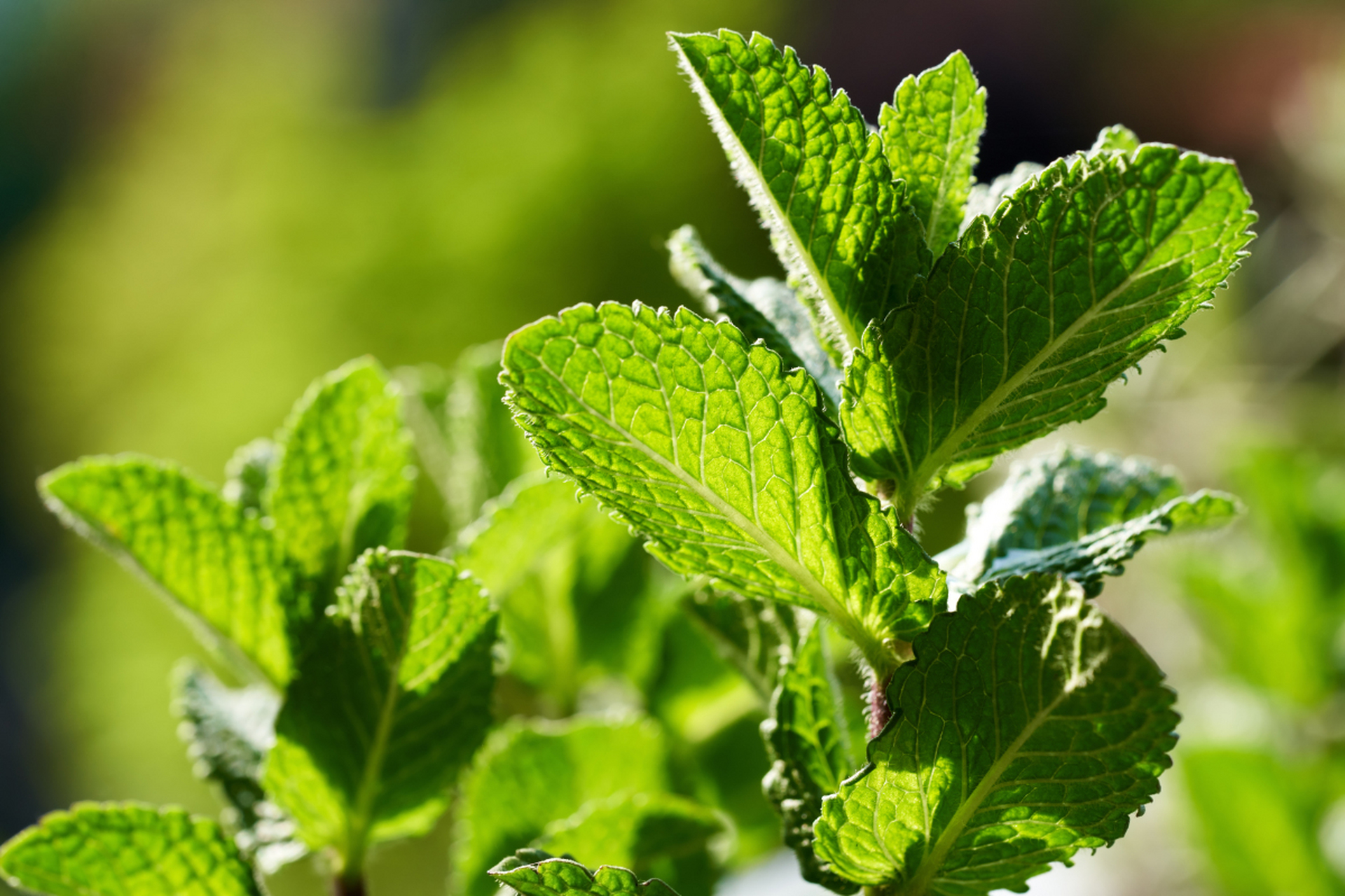 一药,传播中药知识,传递健康文化,今天为大家介绍的中药是——薄荷