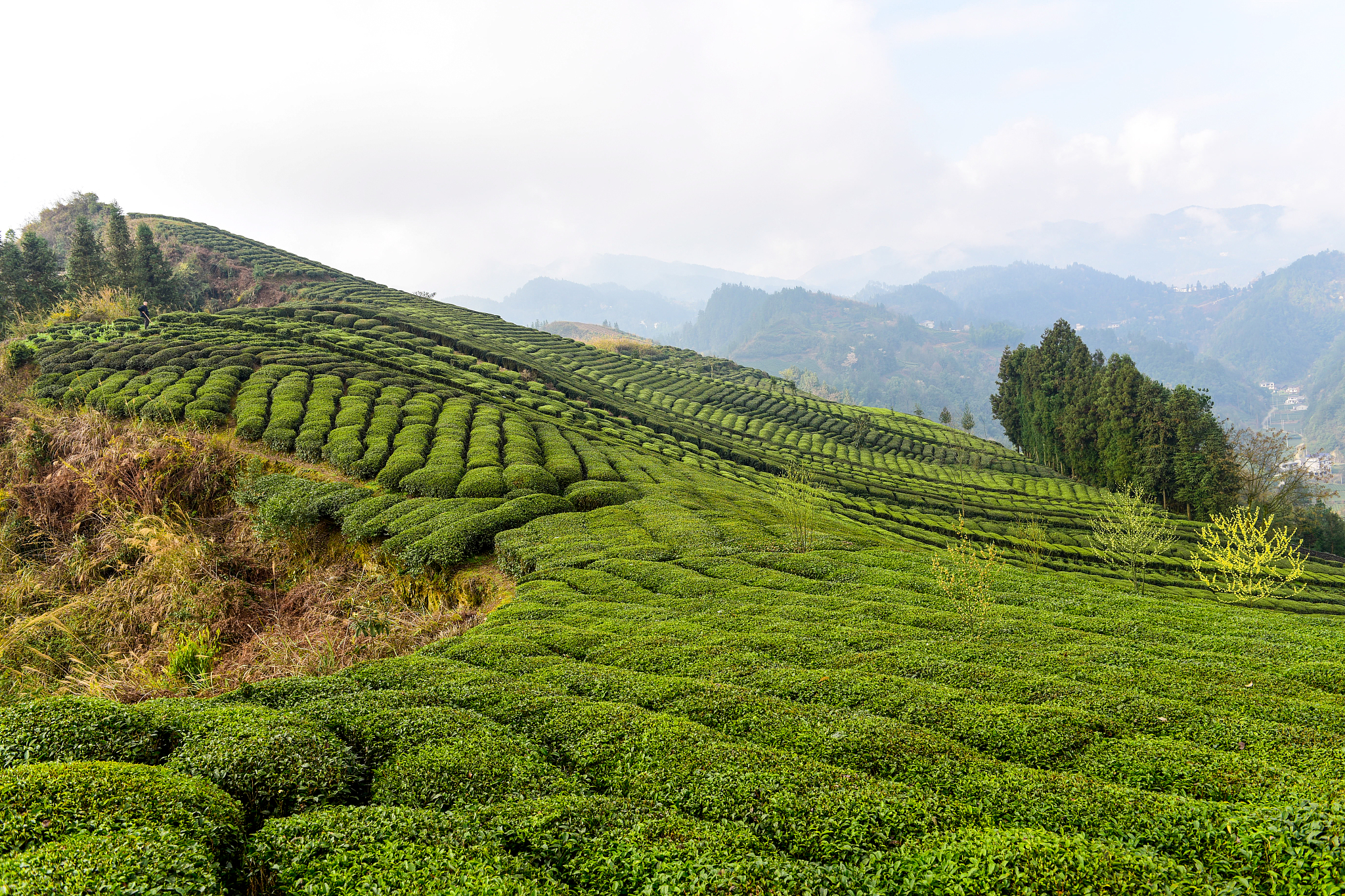 梅州茶园旅游区图片