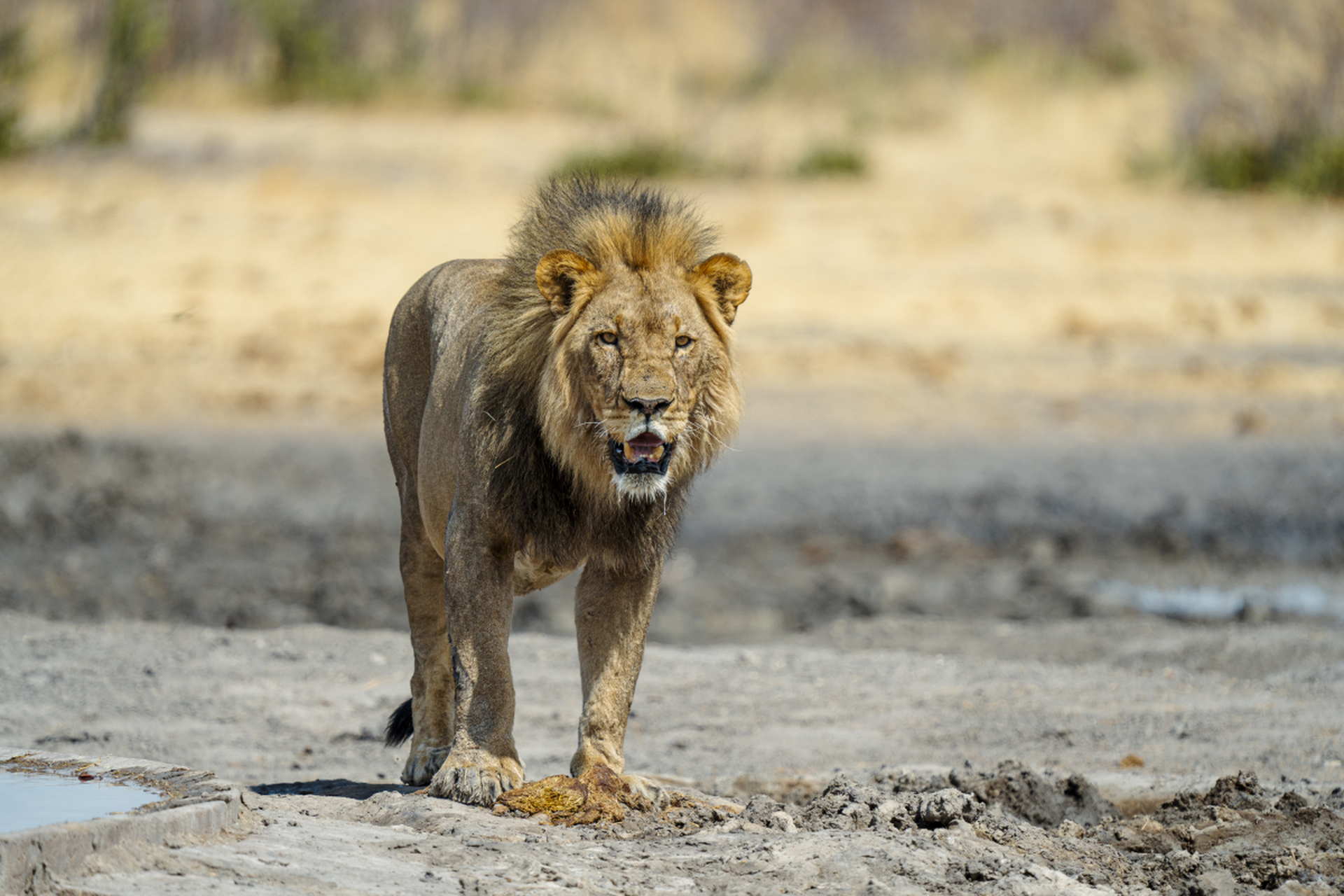 辛巴族是非洲纳米比亚的游牧民族,生活方式独特.