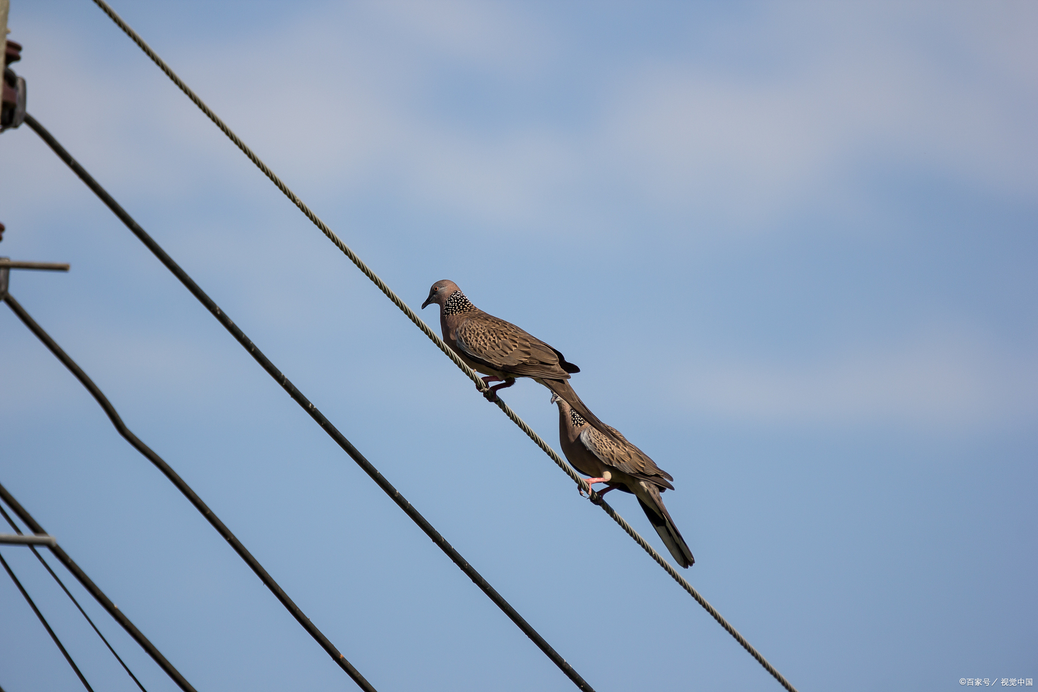 为什么小鸟站在电线上不会触电