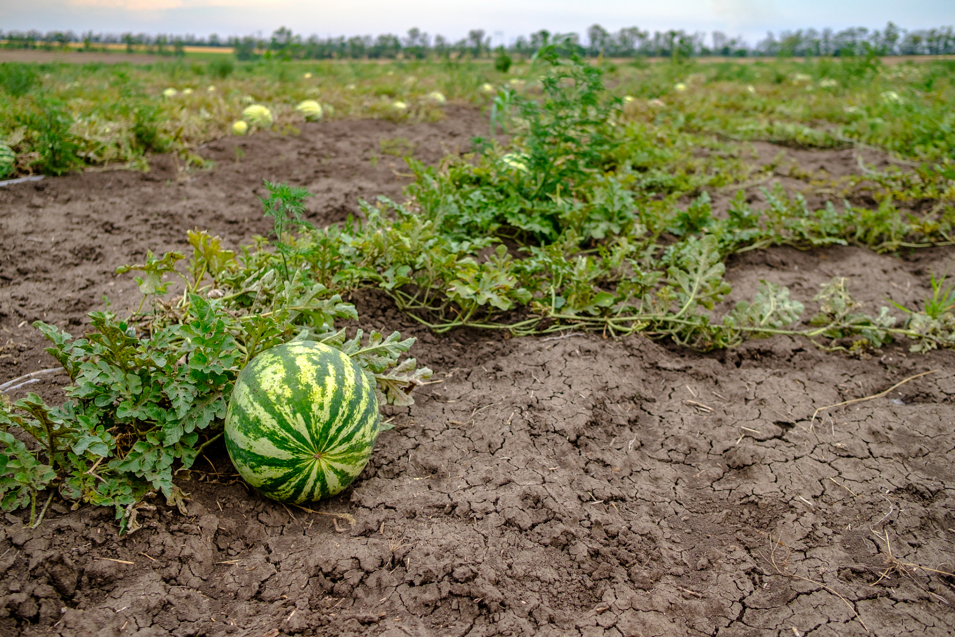 在自家后院种西瓜不难,只需选适合的种子,改善土壤,按正确方法播种