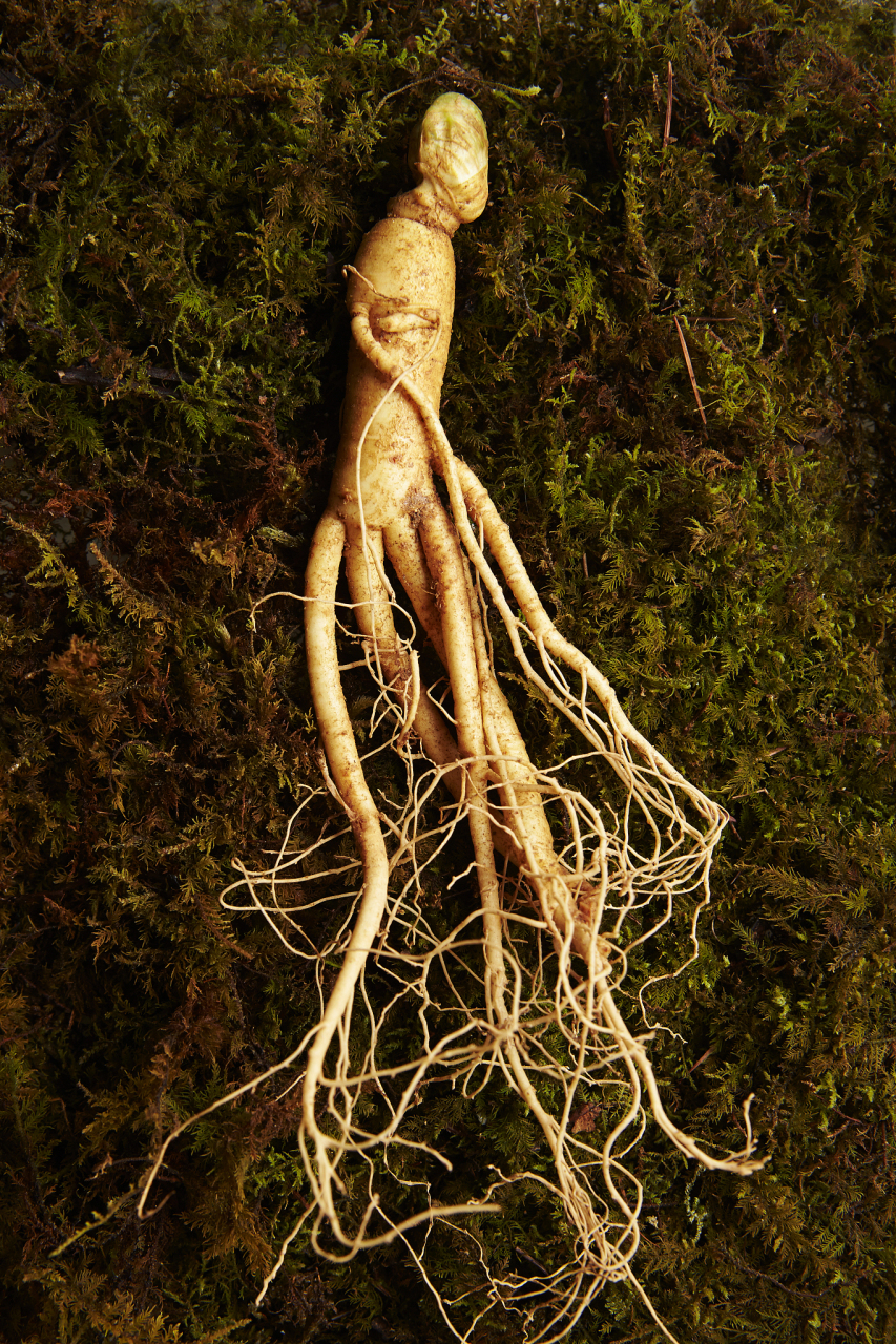 以下是世界上公认的最贵的5种草药: 1,鹿茸:鹿茸是一种珍贵的中草药