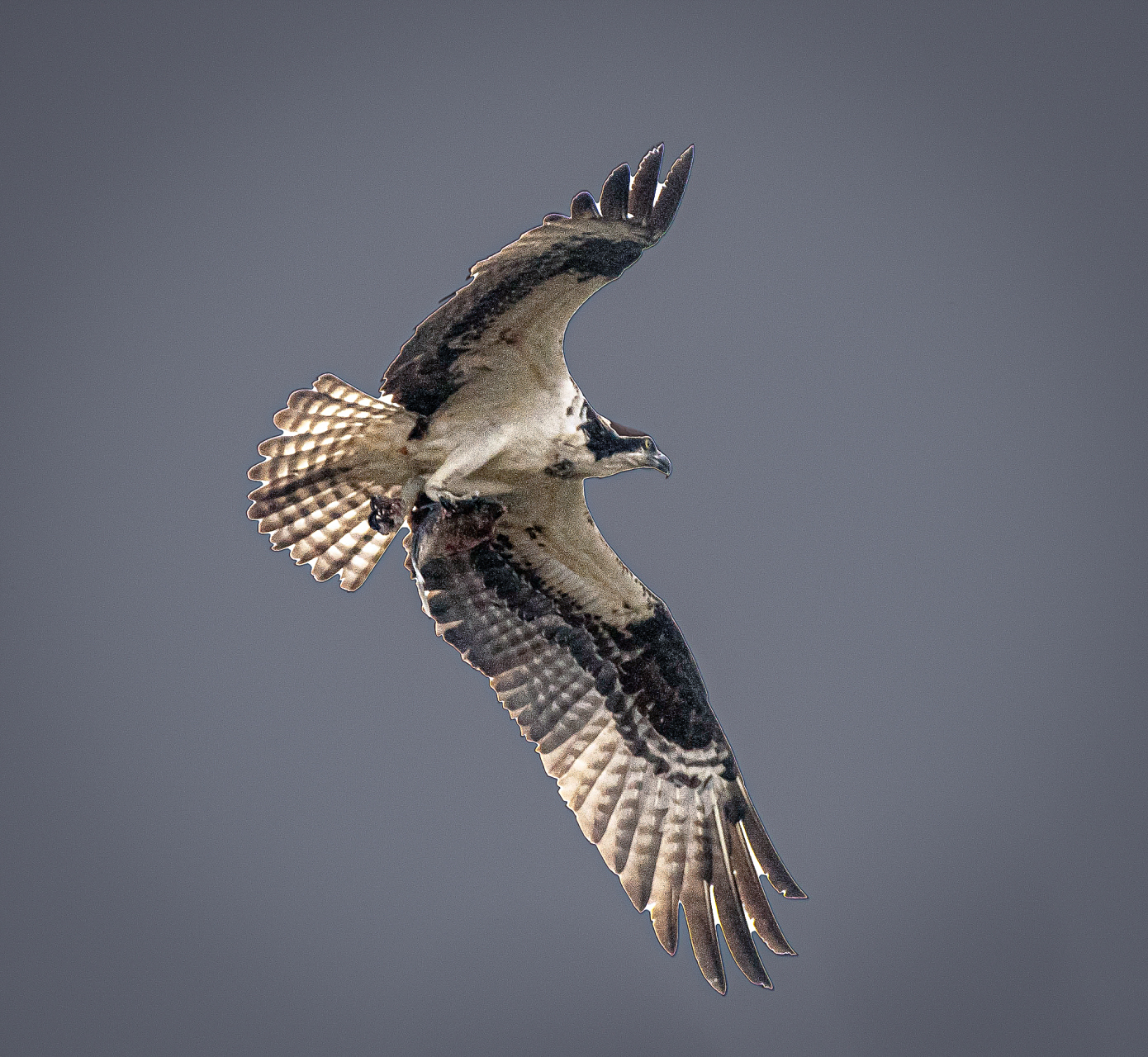 鹰爪文玩是一种独特的收藏品,由鹰的爪子制作而成,质地坚韧,纹理清晰