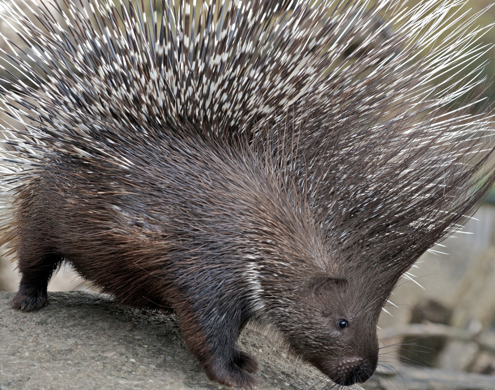 豪猪,这种萌态可掬的小家伙不仅是国家三级保护动物哦!