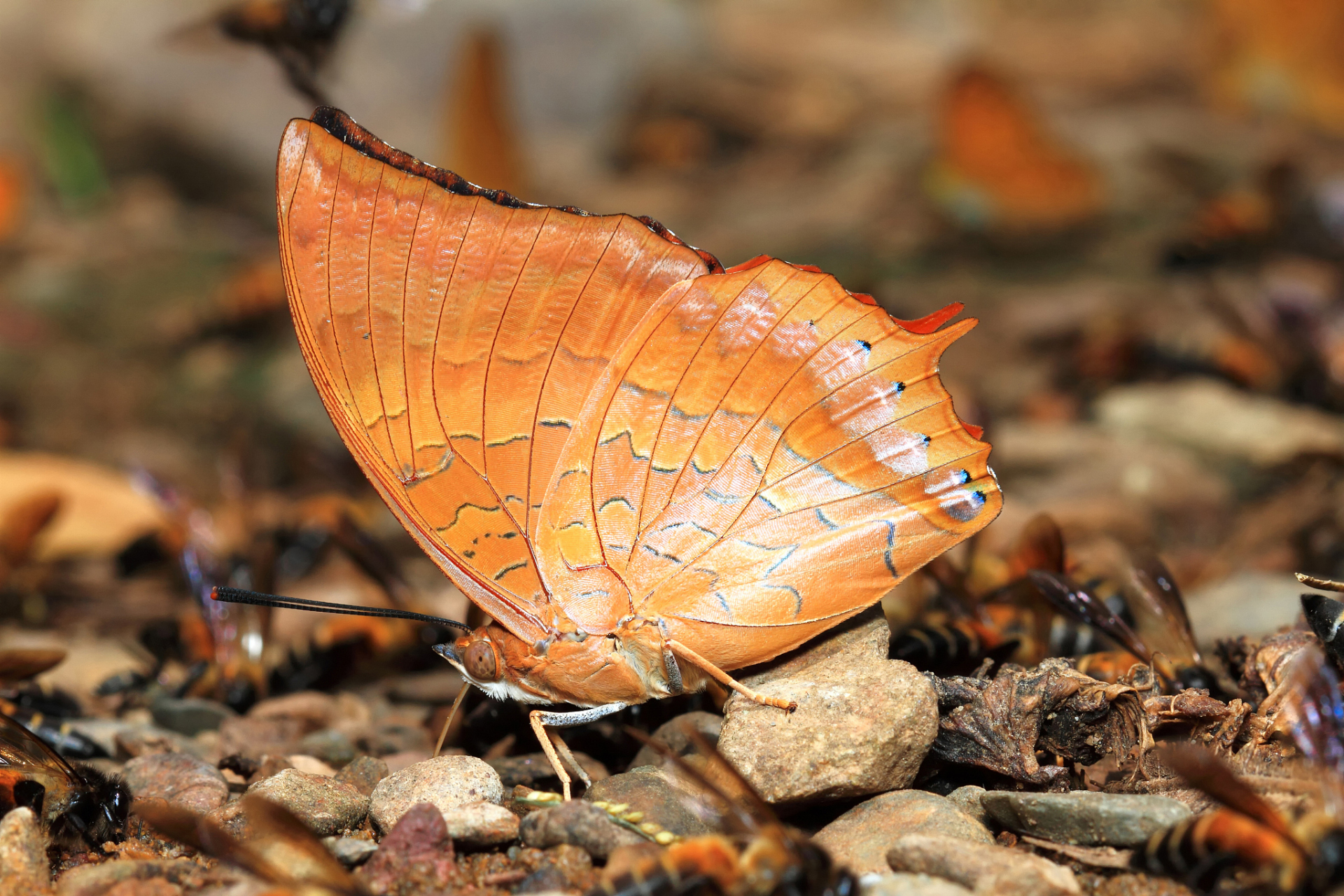 枯叶蝶之歌~唤醒内心~ 枯叶蝶,它的生命充满了矛盾和挣扎,它一生徘徊