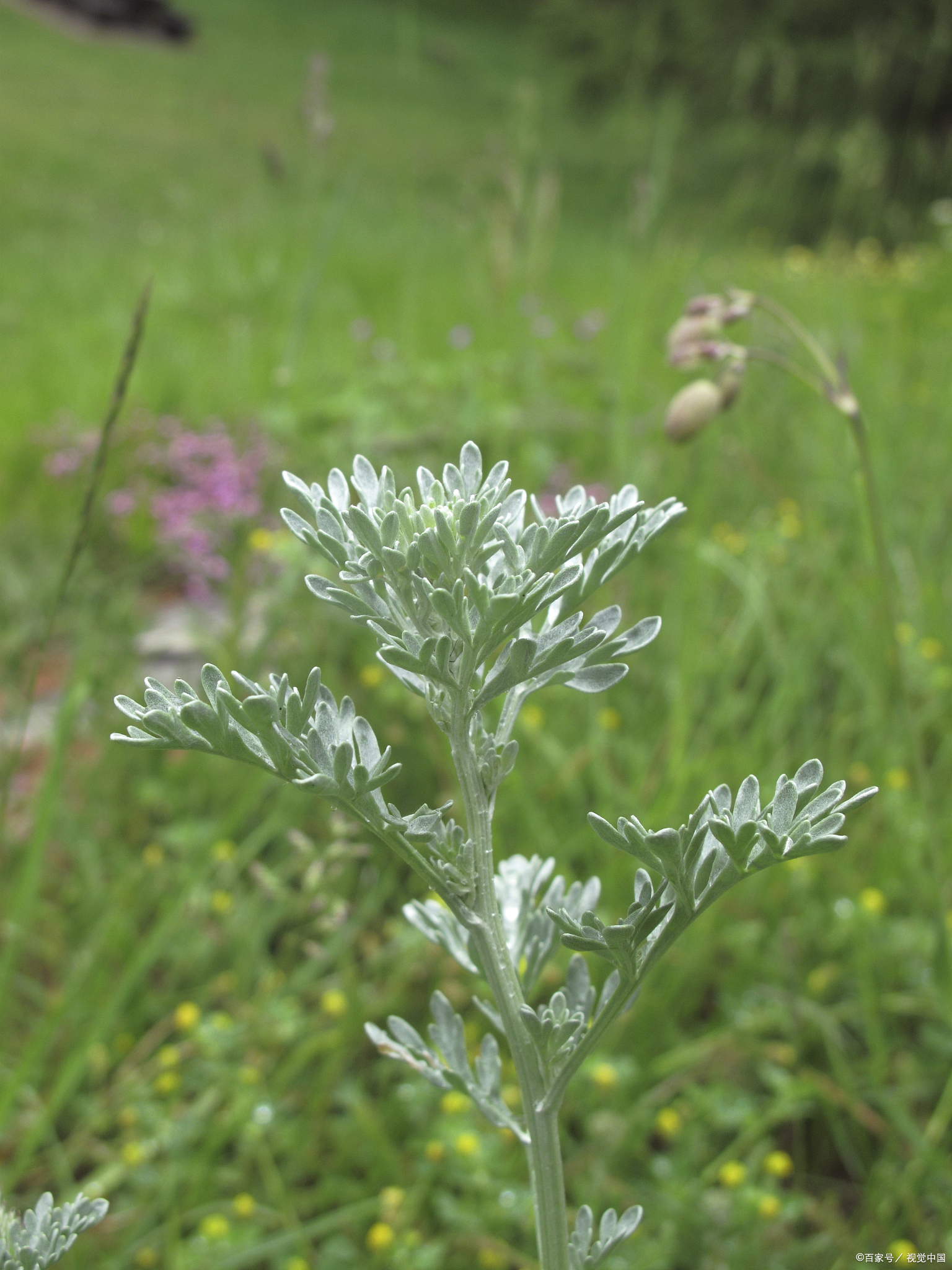 农村一种野草的种子, 却是化痰良药,专化皮里膜外痰,消除脂肪瘤  "