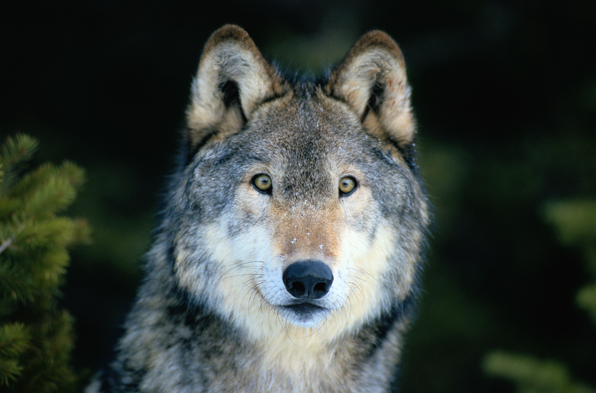 今天,我看到了一则关于可可西里网红狼的消息.