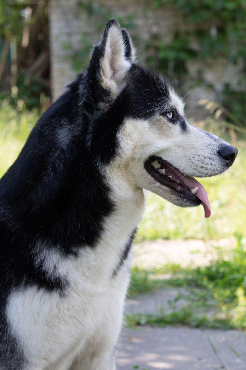 哈士奇易患遗传疾病如进行性视网膜萎缩,髋关节发育不良等,常见眼科