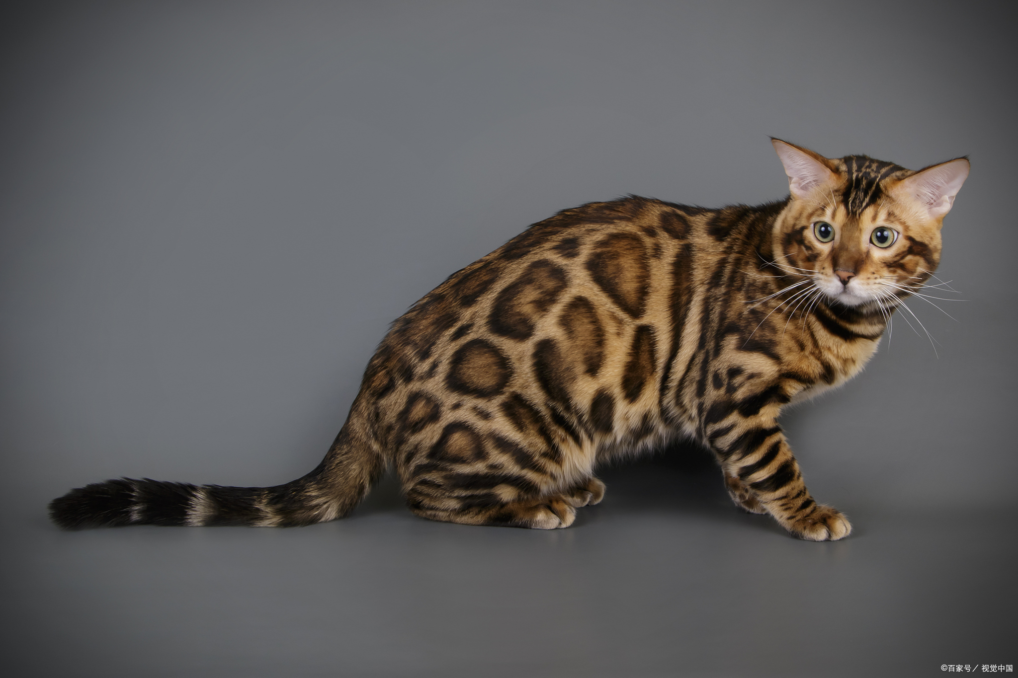 孟加拉猫,被誉为"猫界中的贵族",以其独特的外观和温顺的性格赢得了无