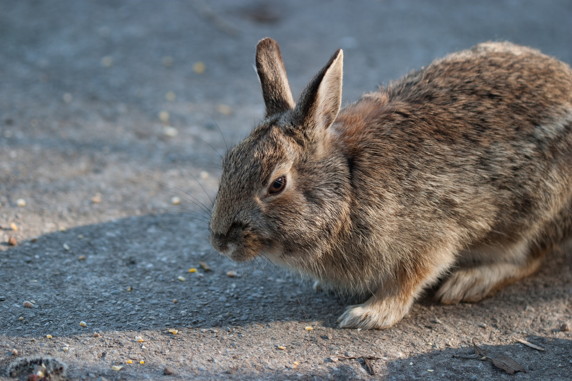 家兔和野兔在形态特征,生活习性,繁殖和饲养管理等方面存在显著差异.