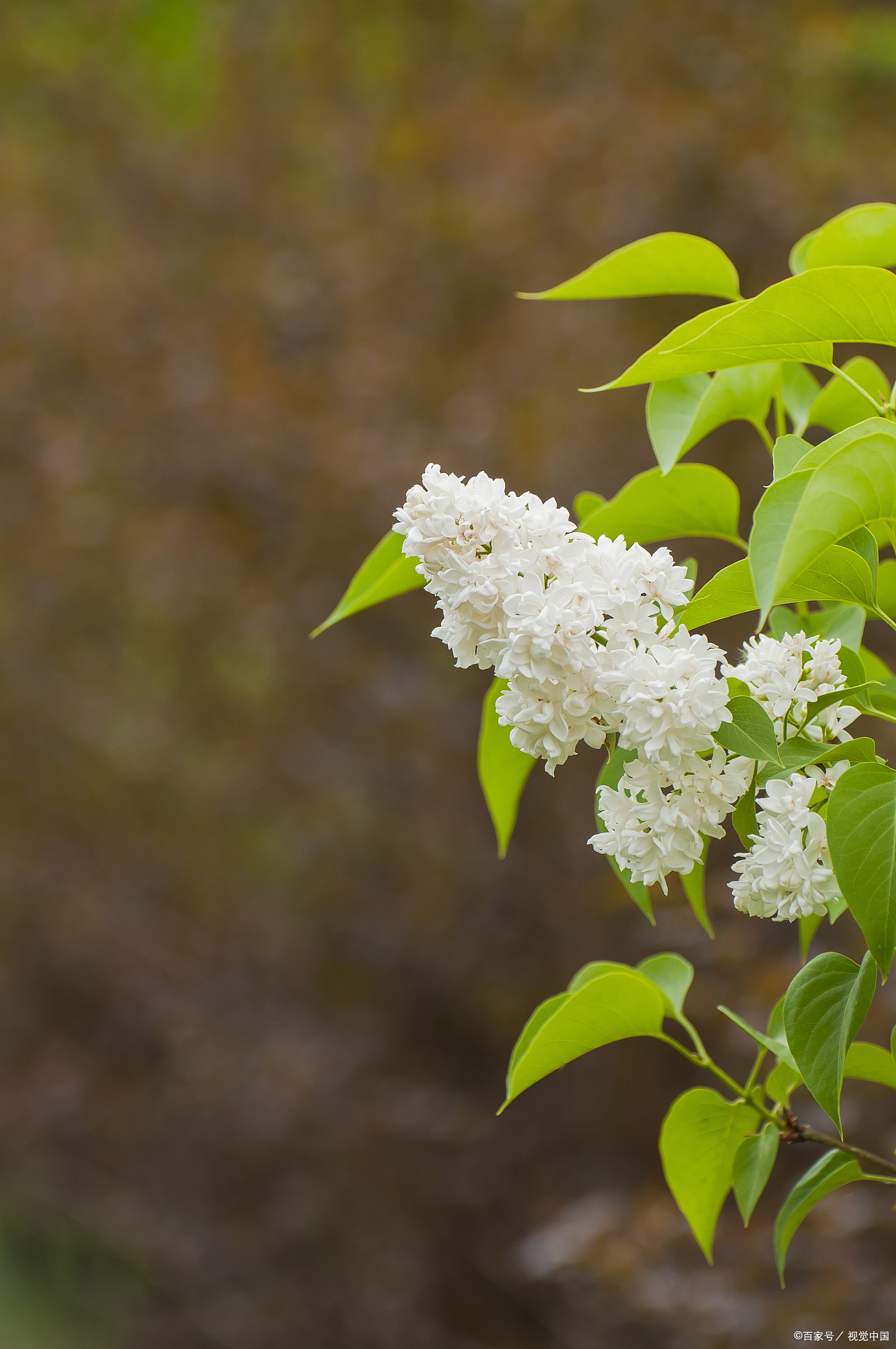 梧桐花:清雅花香,挥发油与黄酮之美在花开的时节