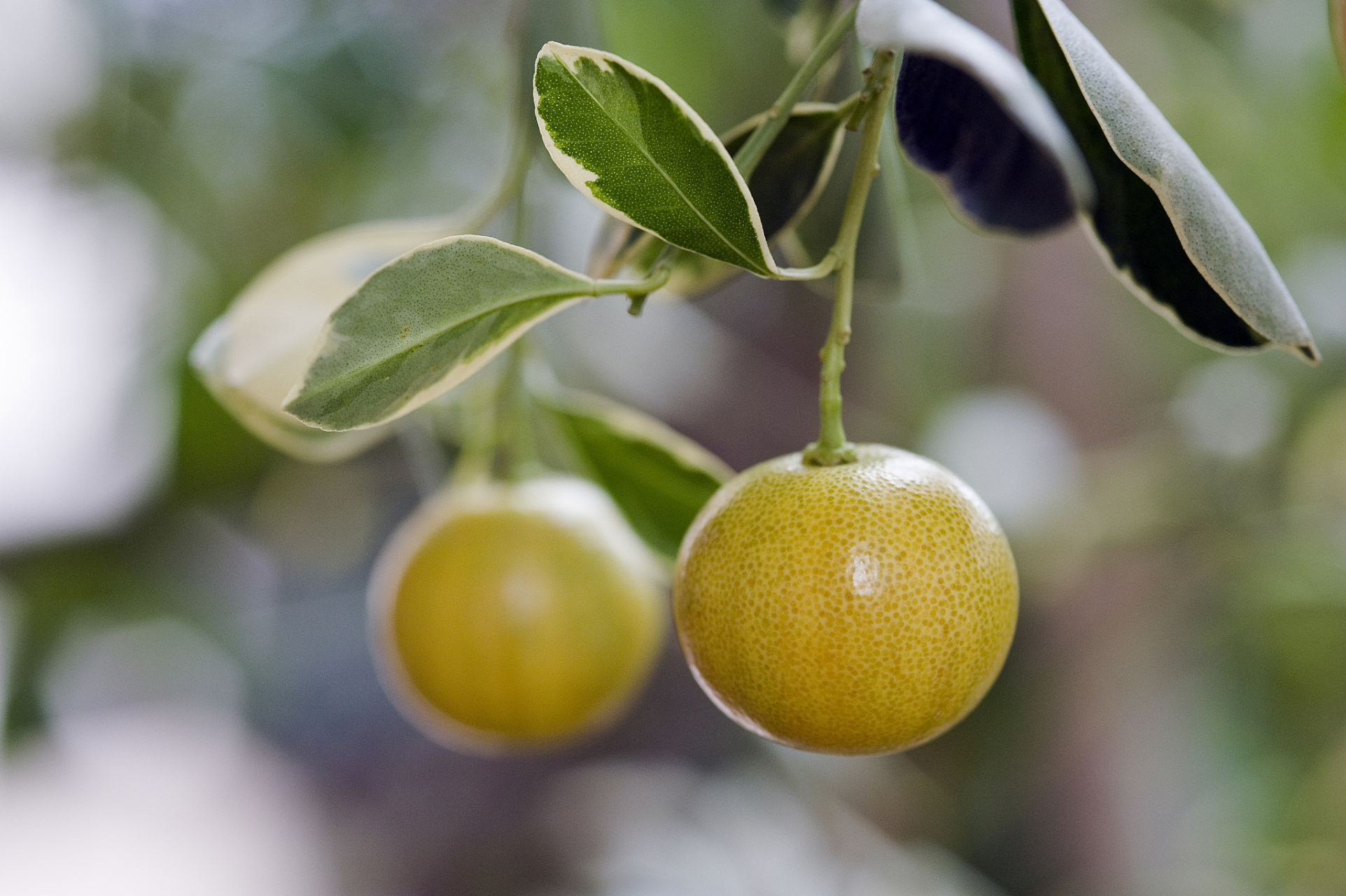 不,这是"橘化为枳"的典故!
