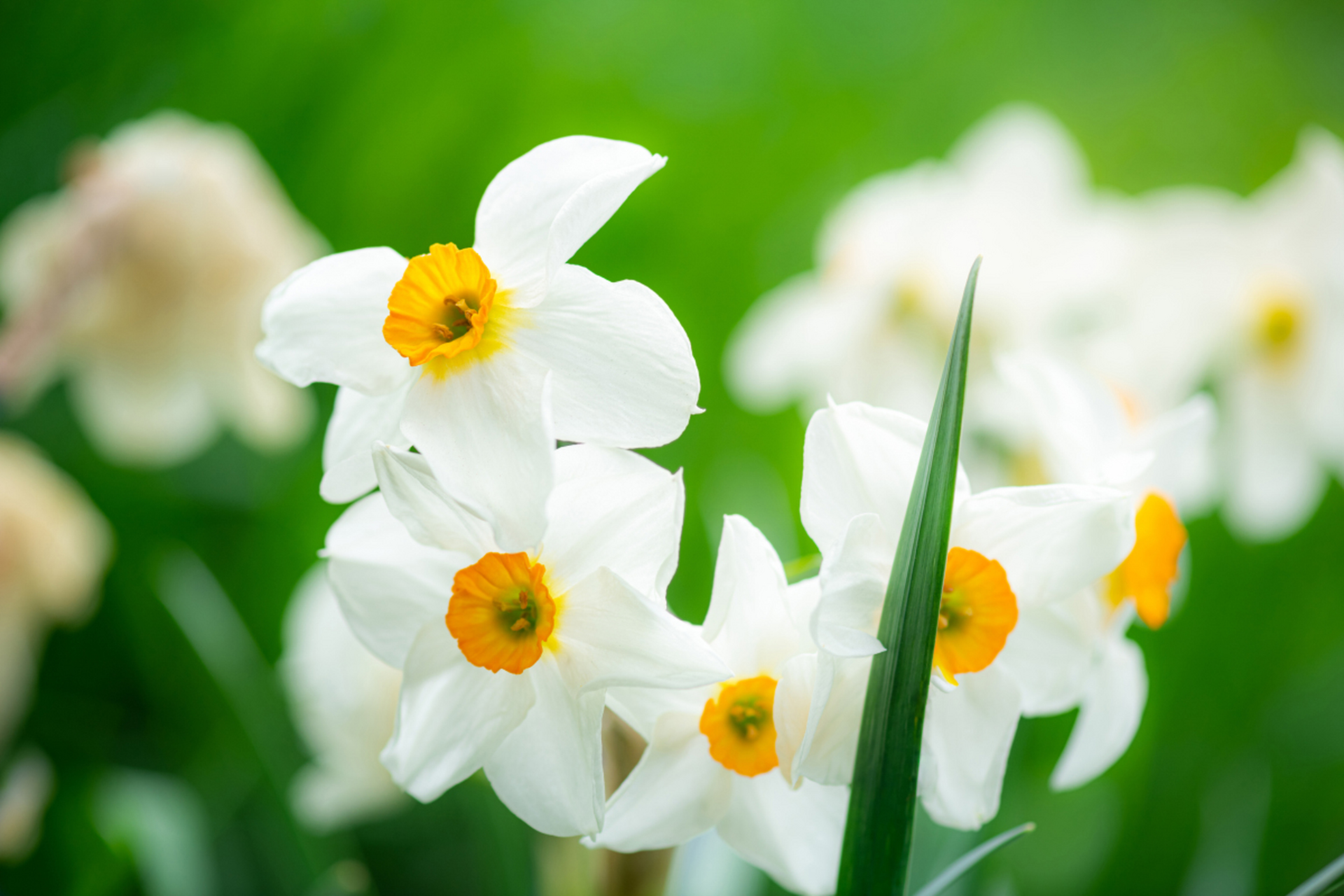 水仙是一种多年生草本