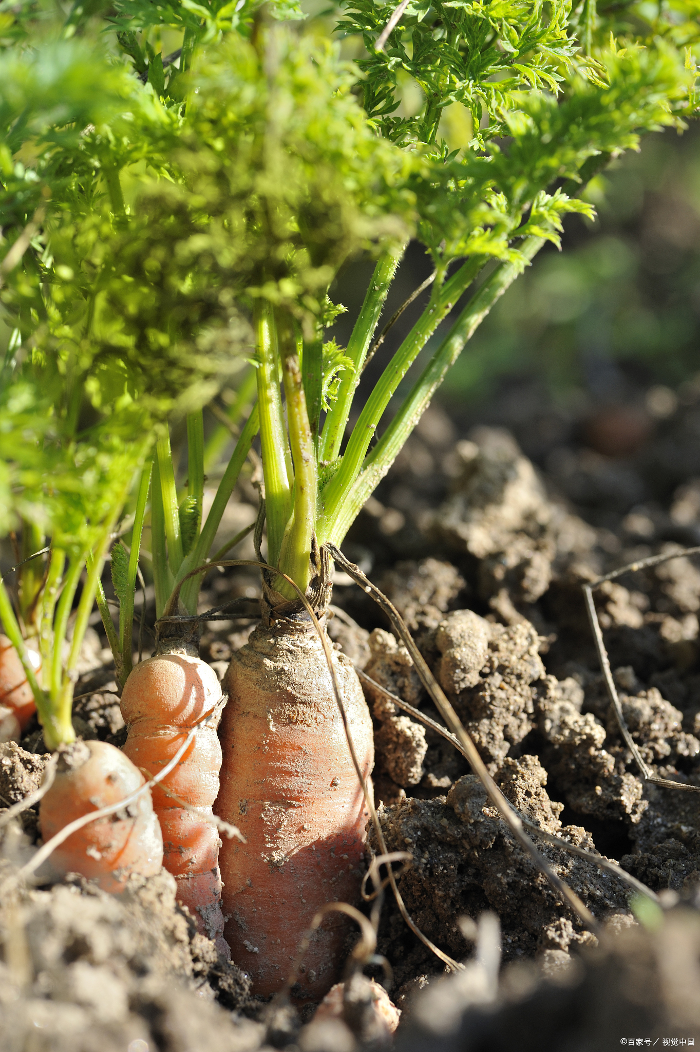别急,我这就带你走进胡萝卜地胡萝卜种植胡萝卜种植图片地里的胡萝卜