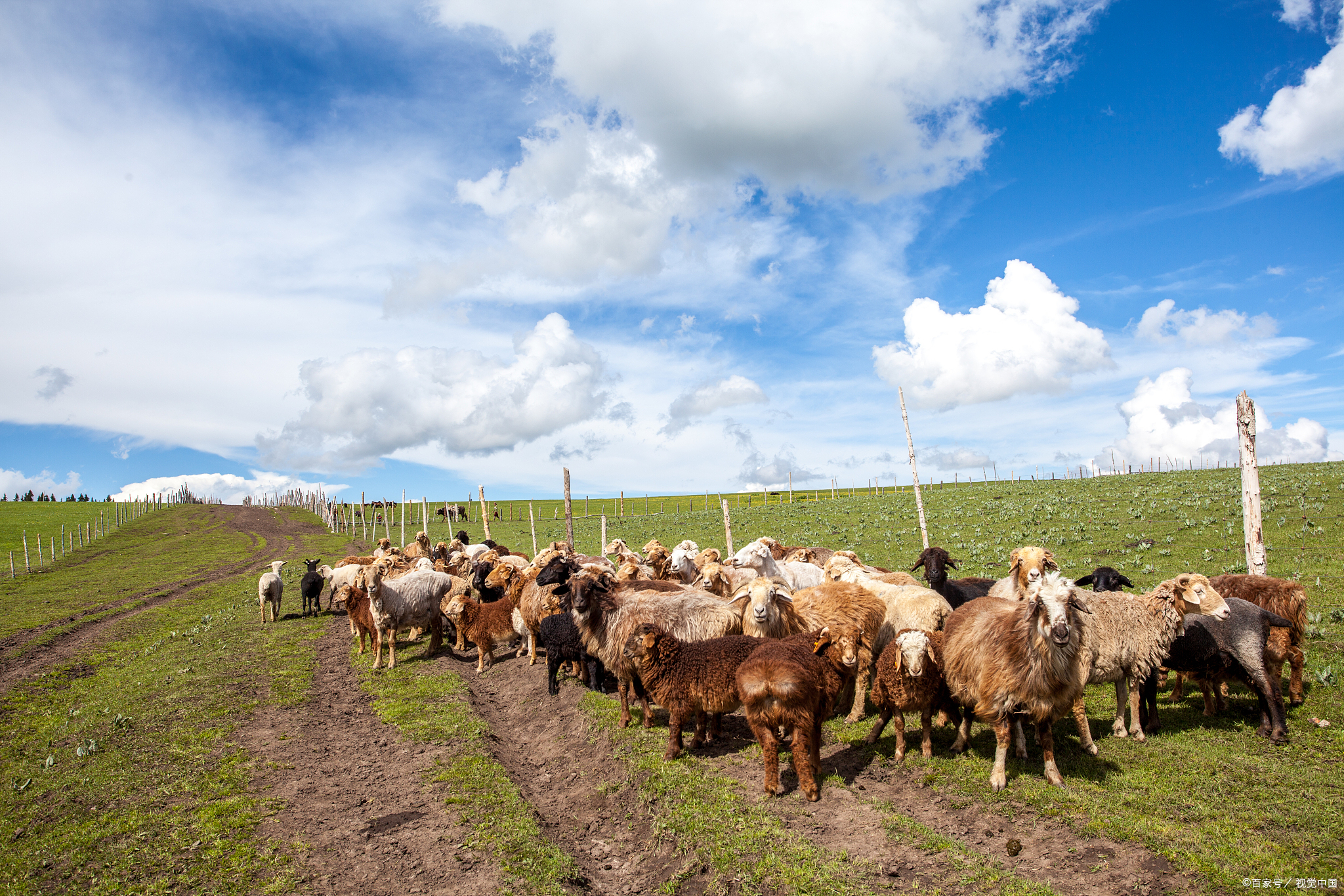 一个人养羊300只一年能挣多少钱真相与理想永远有差距