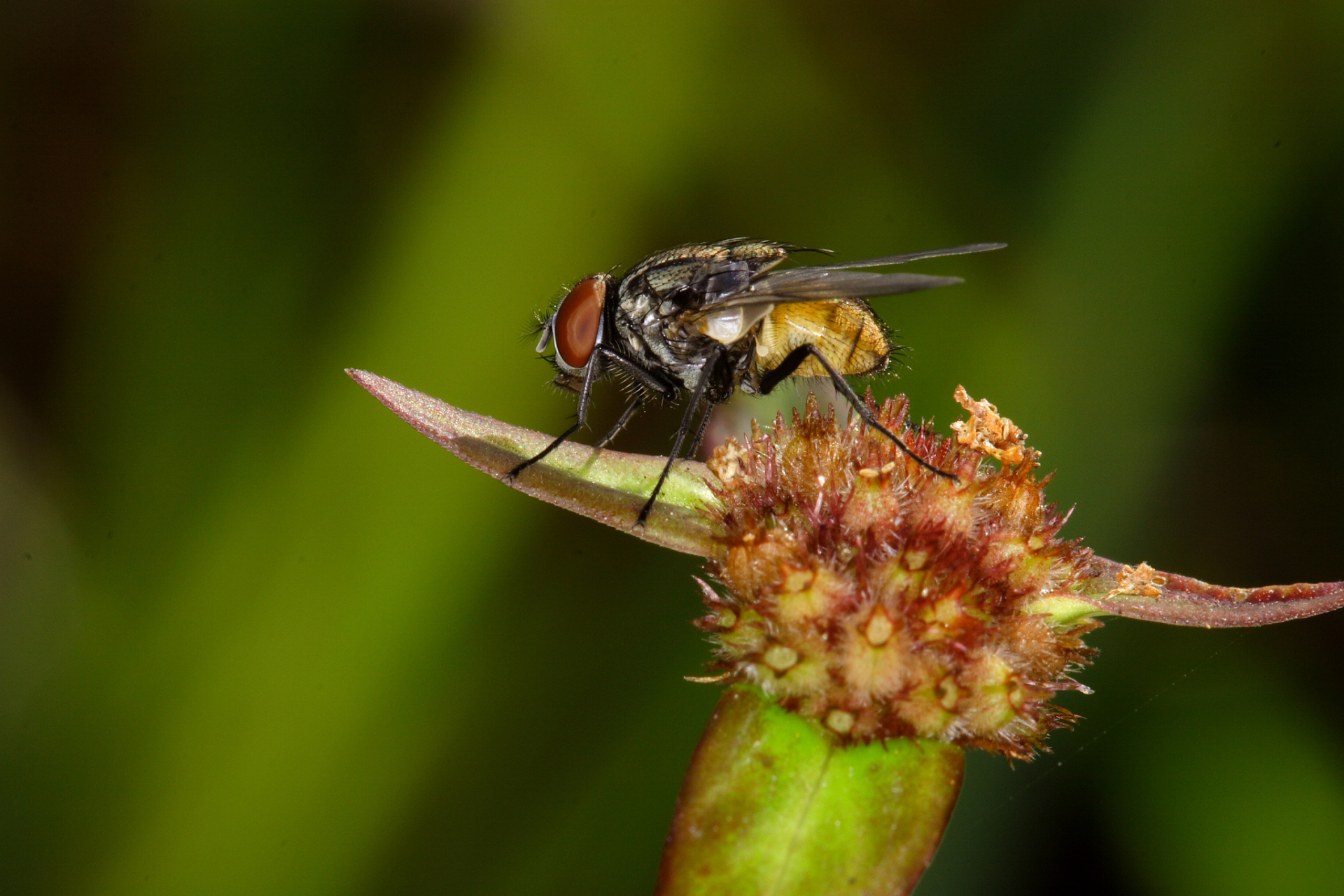 食蚜蝇的幼虫可以用它们的口器从蚜虫的身体中抽出营养物质.