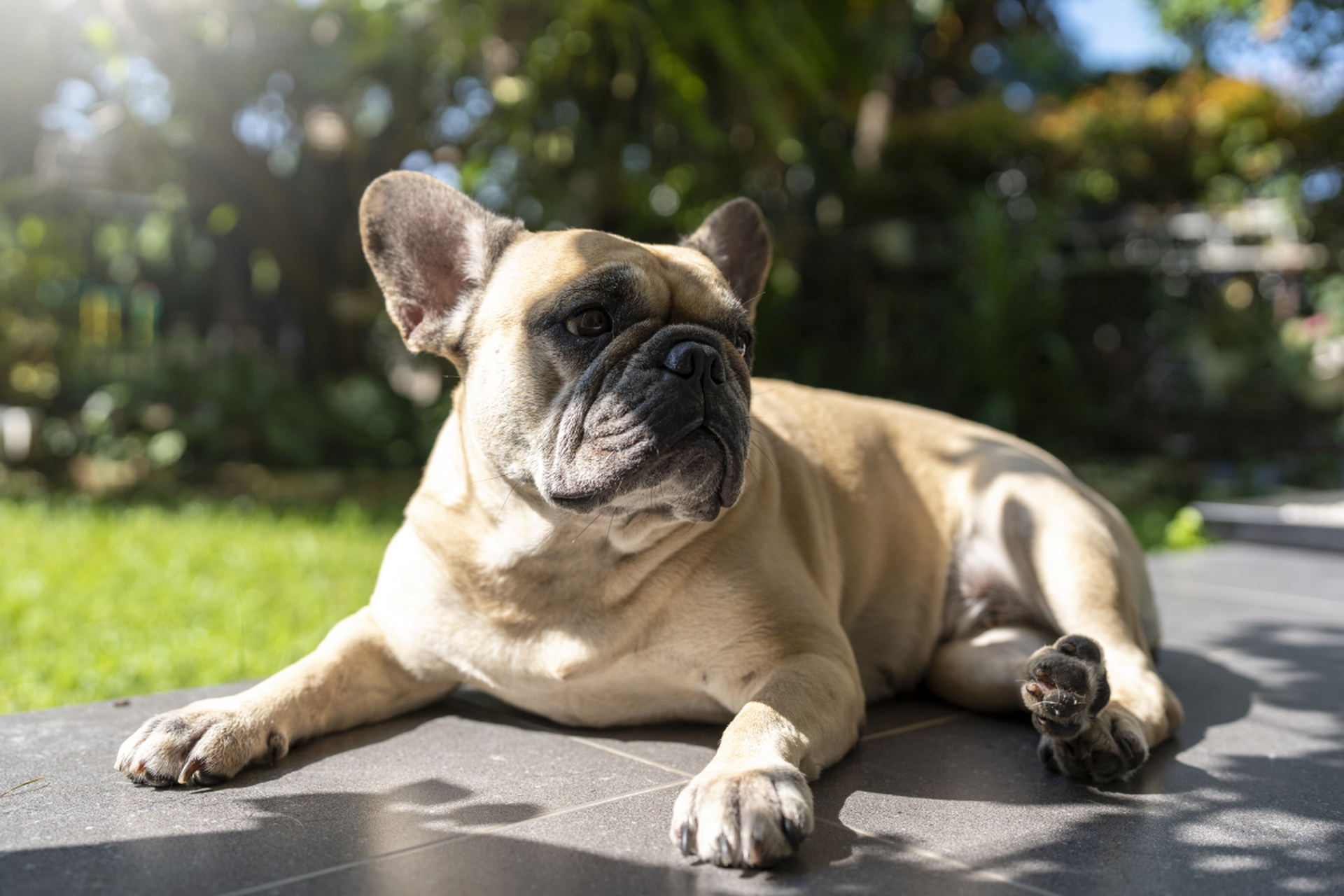 让法斗犬在积极愉快的氛围中成长.[原文:法斗犬要怎么训练]