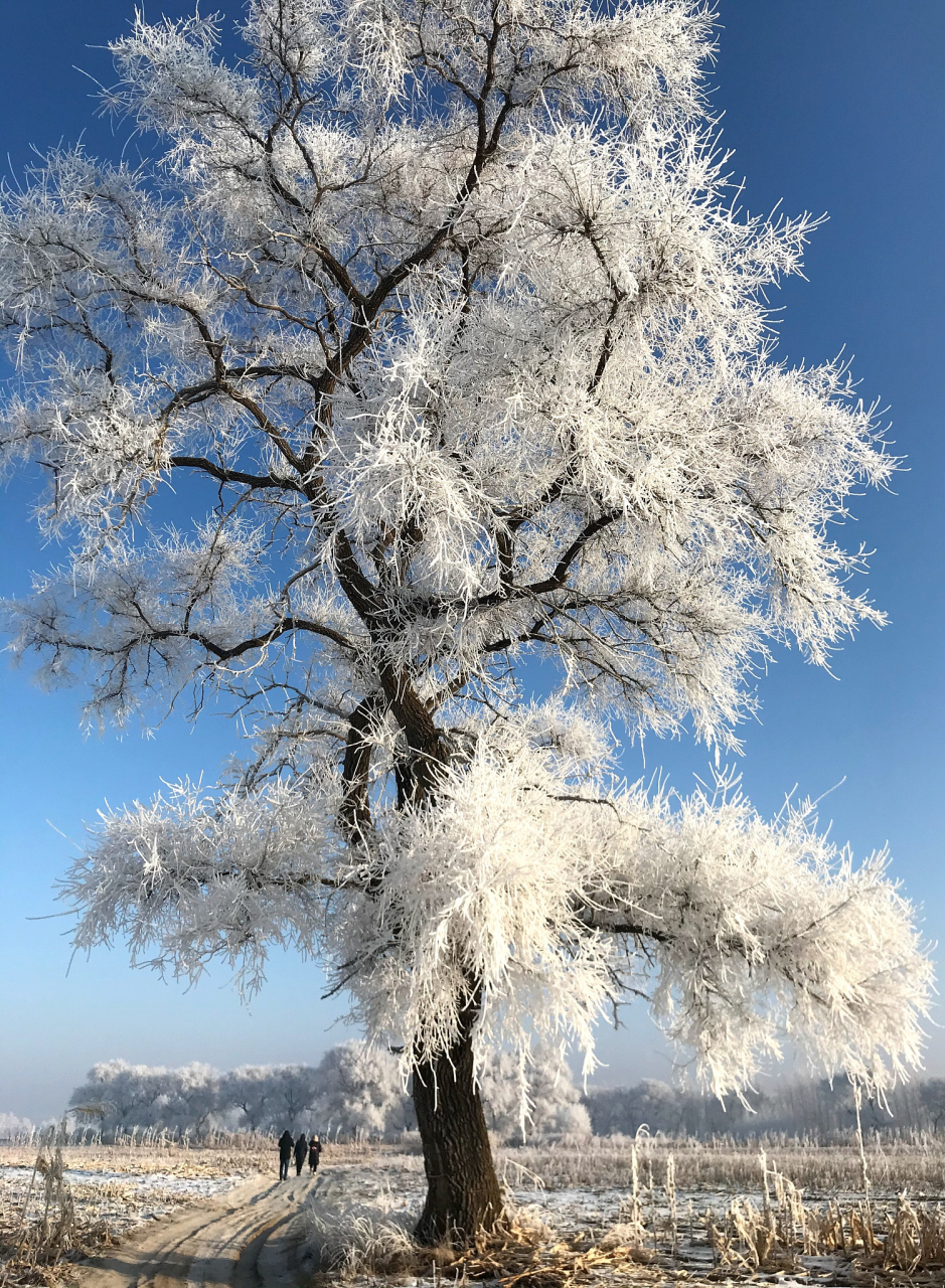 雾凇浩荡图片