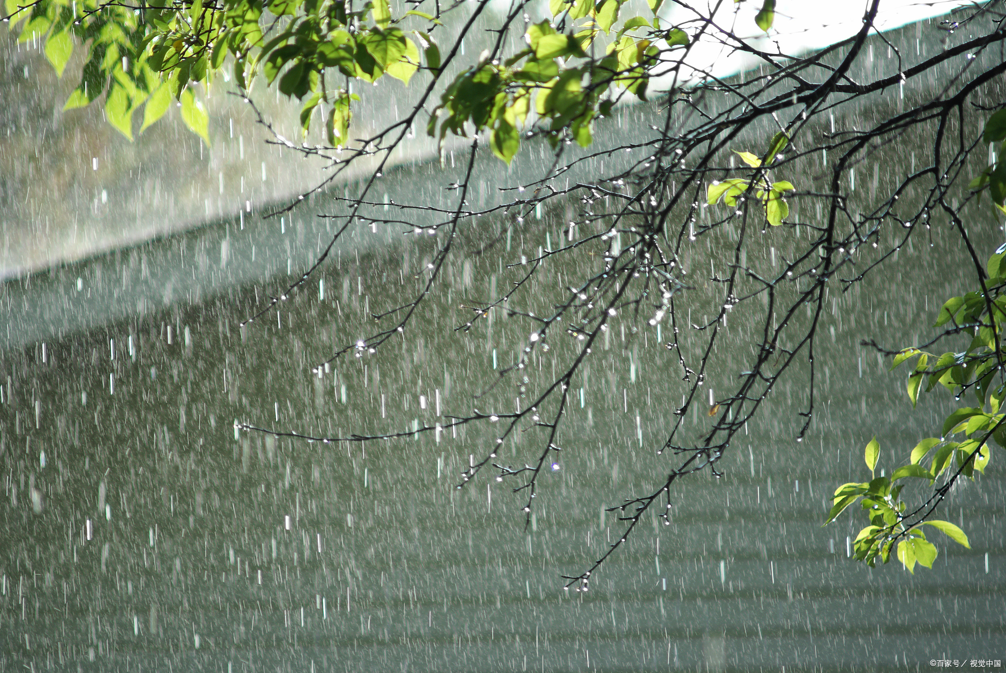 今日读诗:  春雨贵如油,连绵的雨下了两天,在这