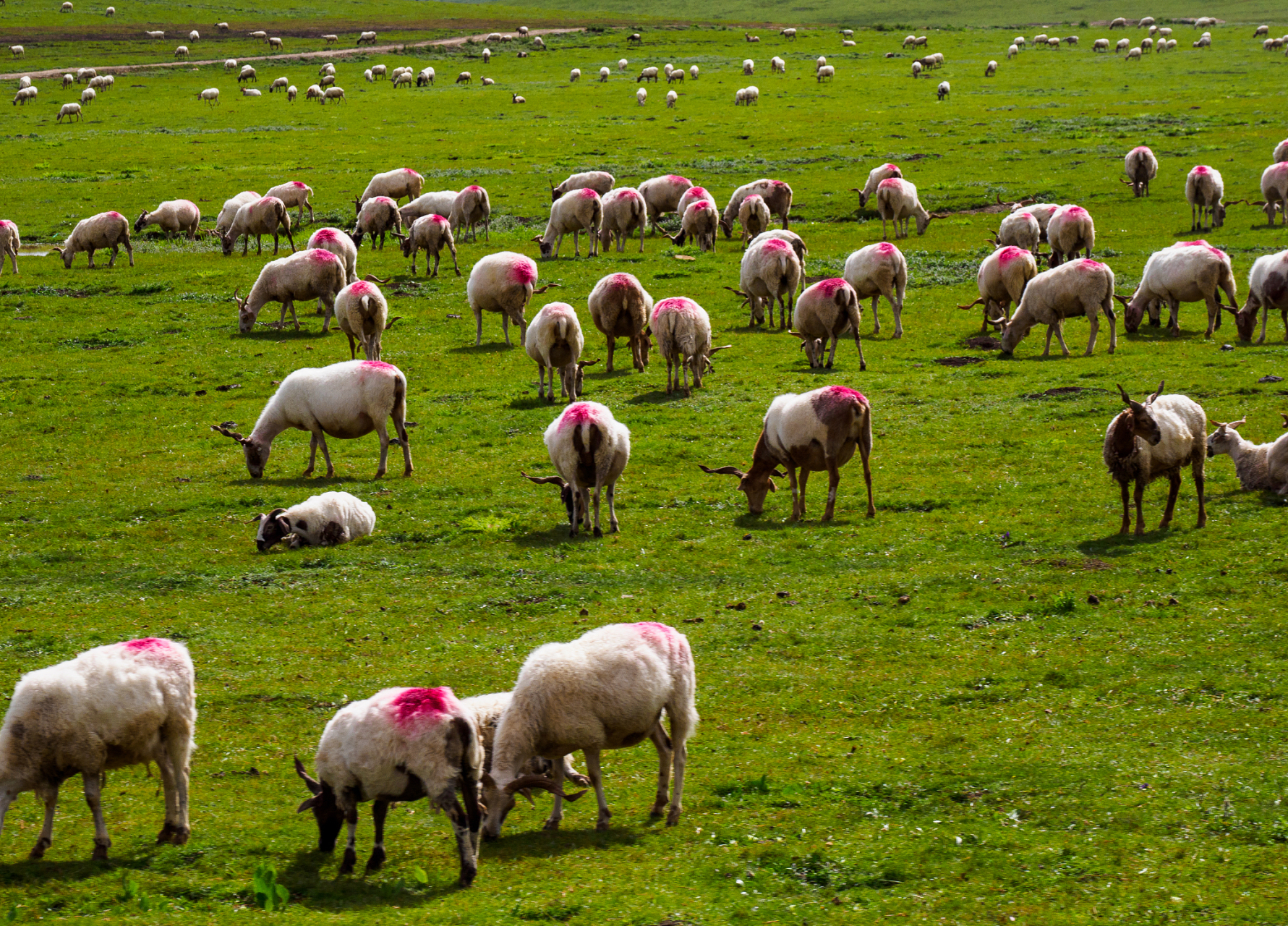 在广袤无垠的内蒙草原上,宰牛羊这一习俗已经流传了数百年.