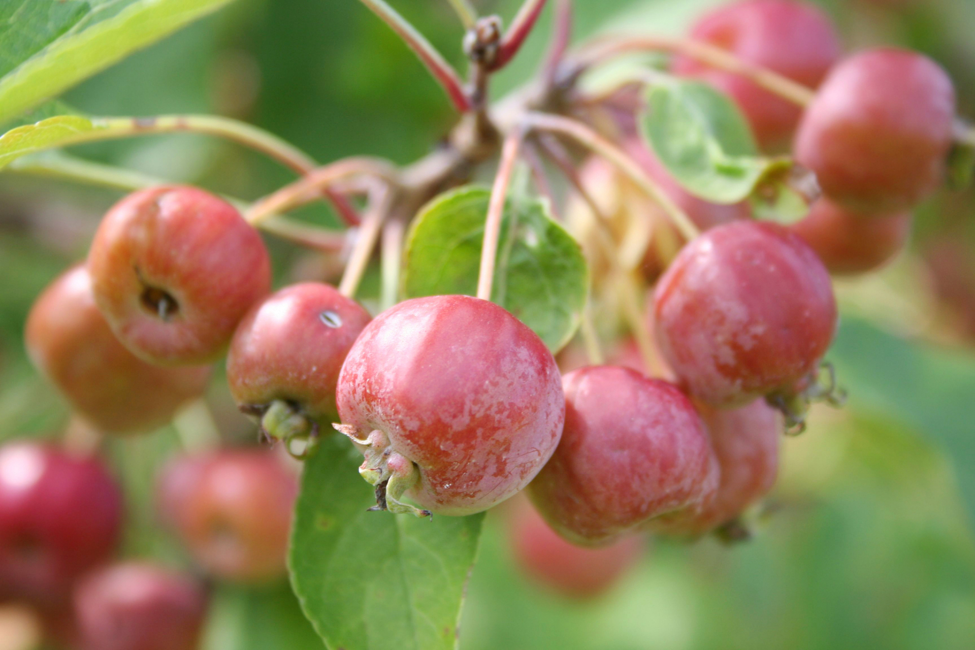海棠果:可以直接吃的美味果实 海棠果,一种美味且营养丰富的水果,近年