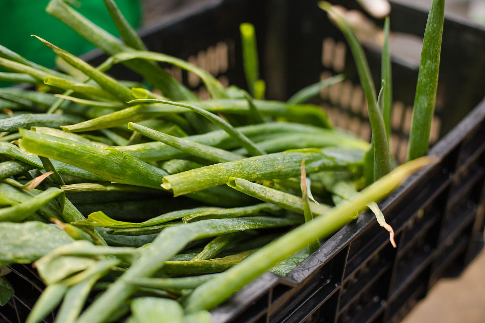 品尝云南荀店龙爪菜,感受独特口感与丰富营养!