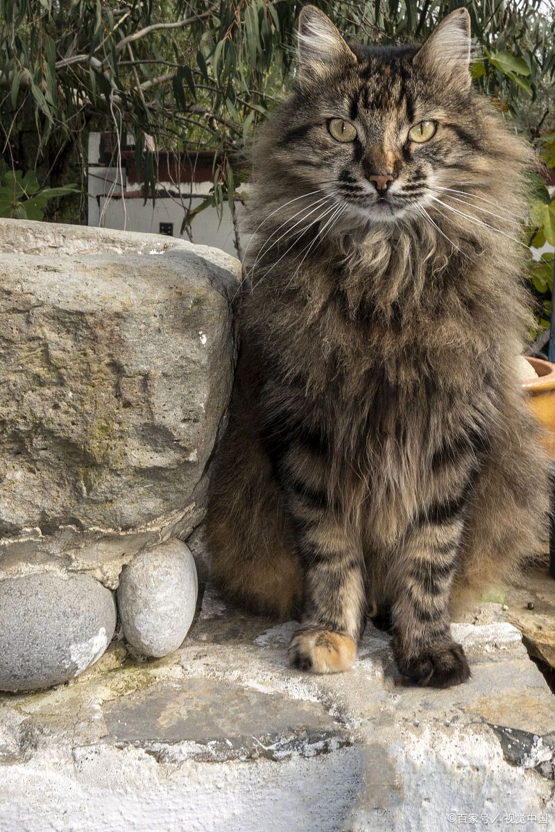 也称为中华田园猫,是指在中国传统农业社会中自然繁殖形成的非纯种家