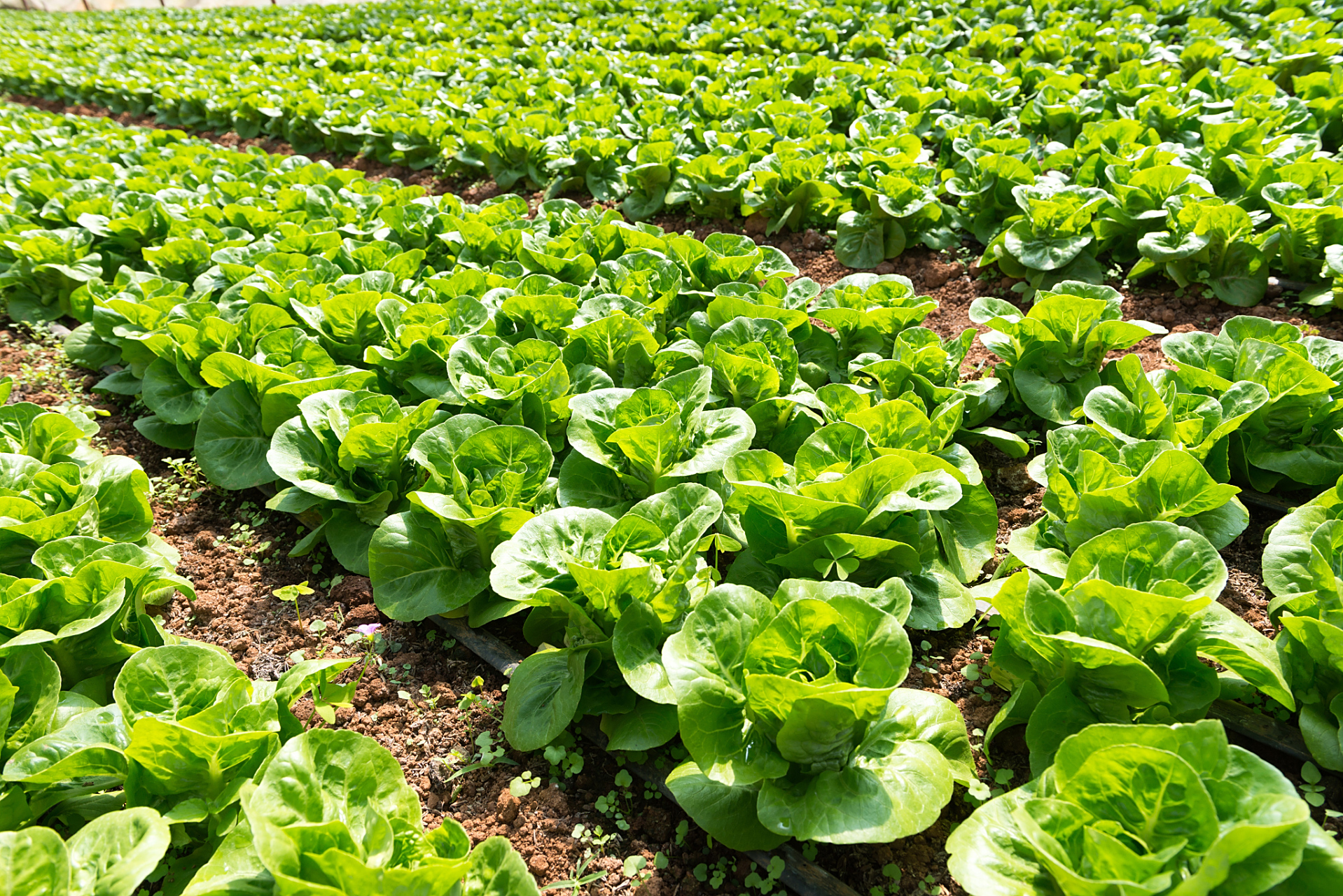 94 节气时节,10个秋白菜种植小知识 9791  1.