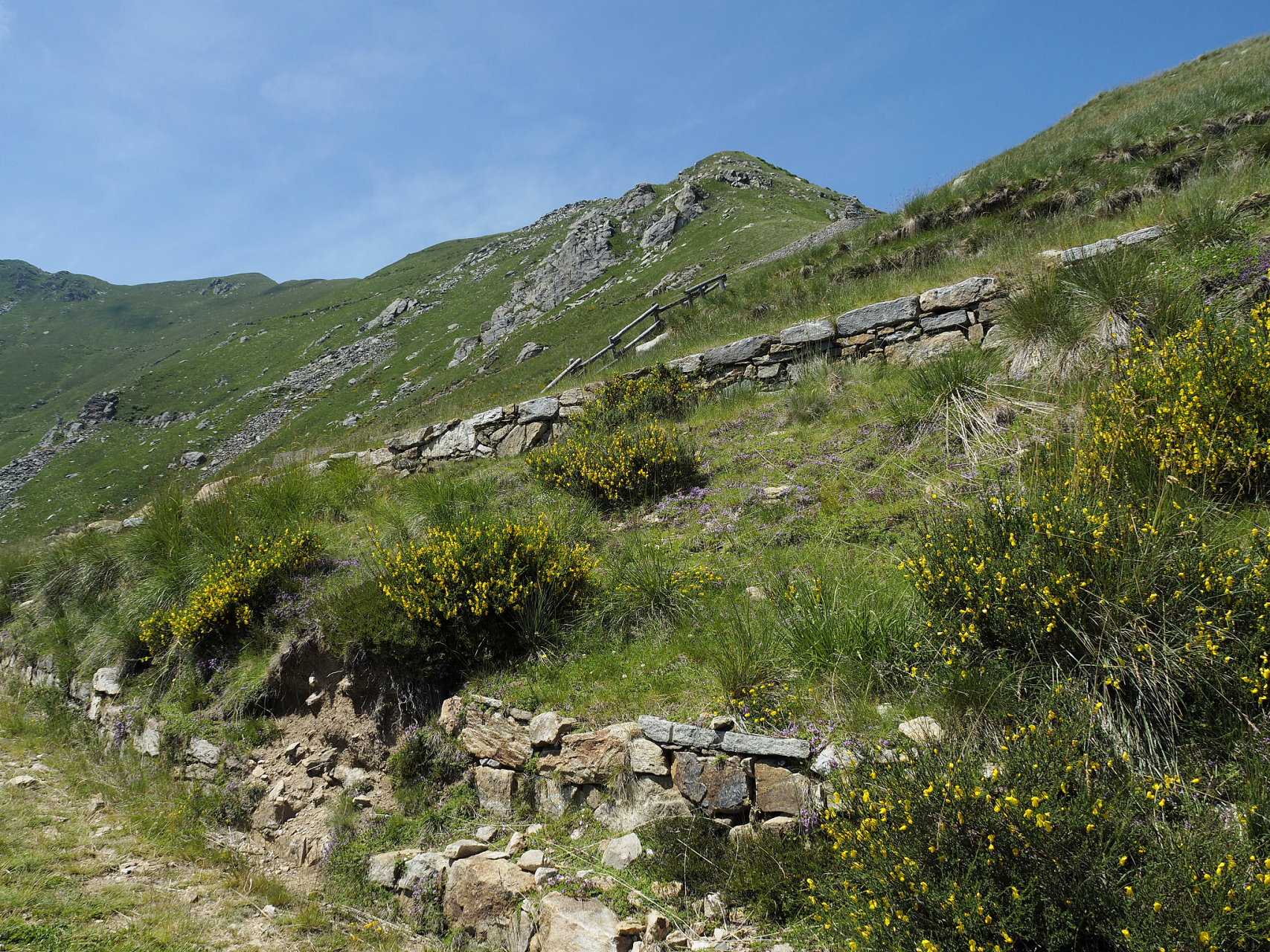 奔赴春天的旅行# 花开伊犁,大西沟福寿山踏青去  春天的伊犁,是一片