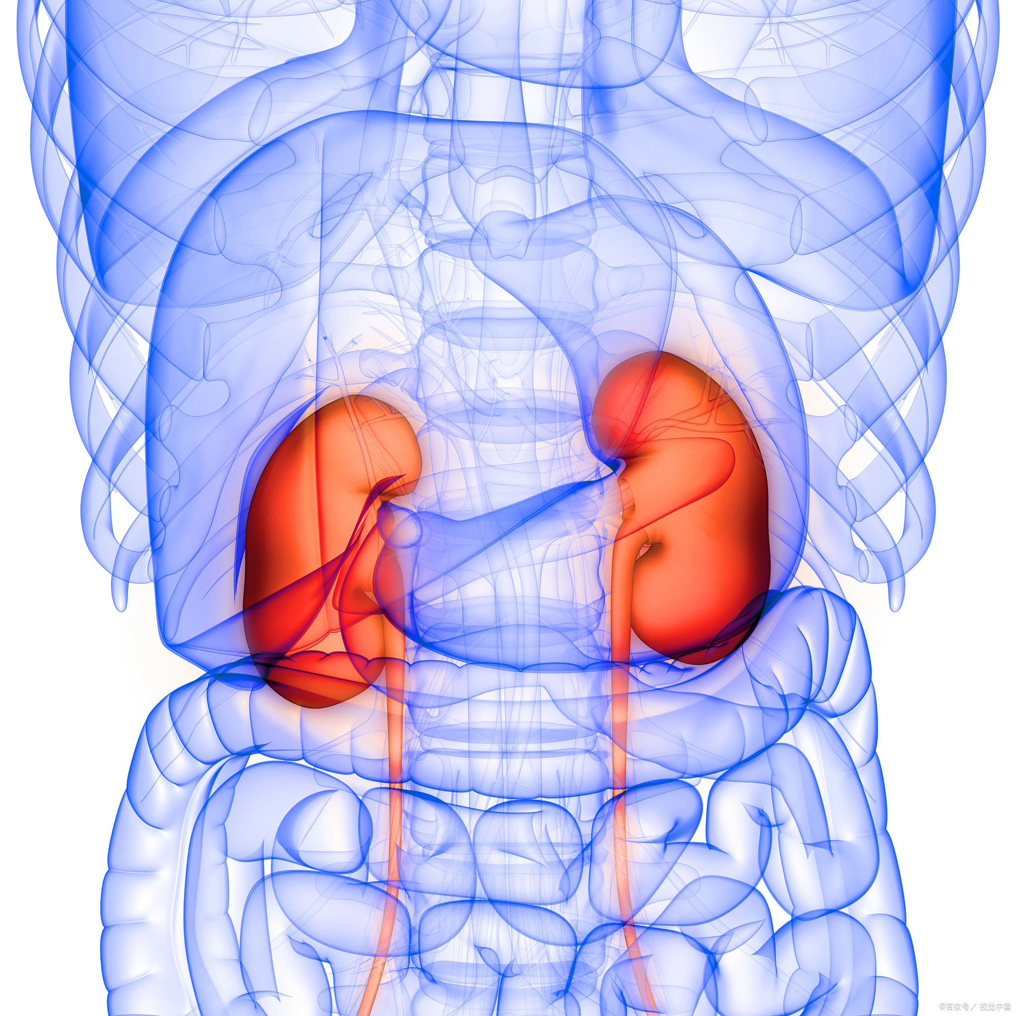 肾在人体的位置图部位图片