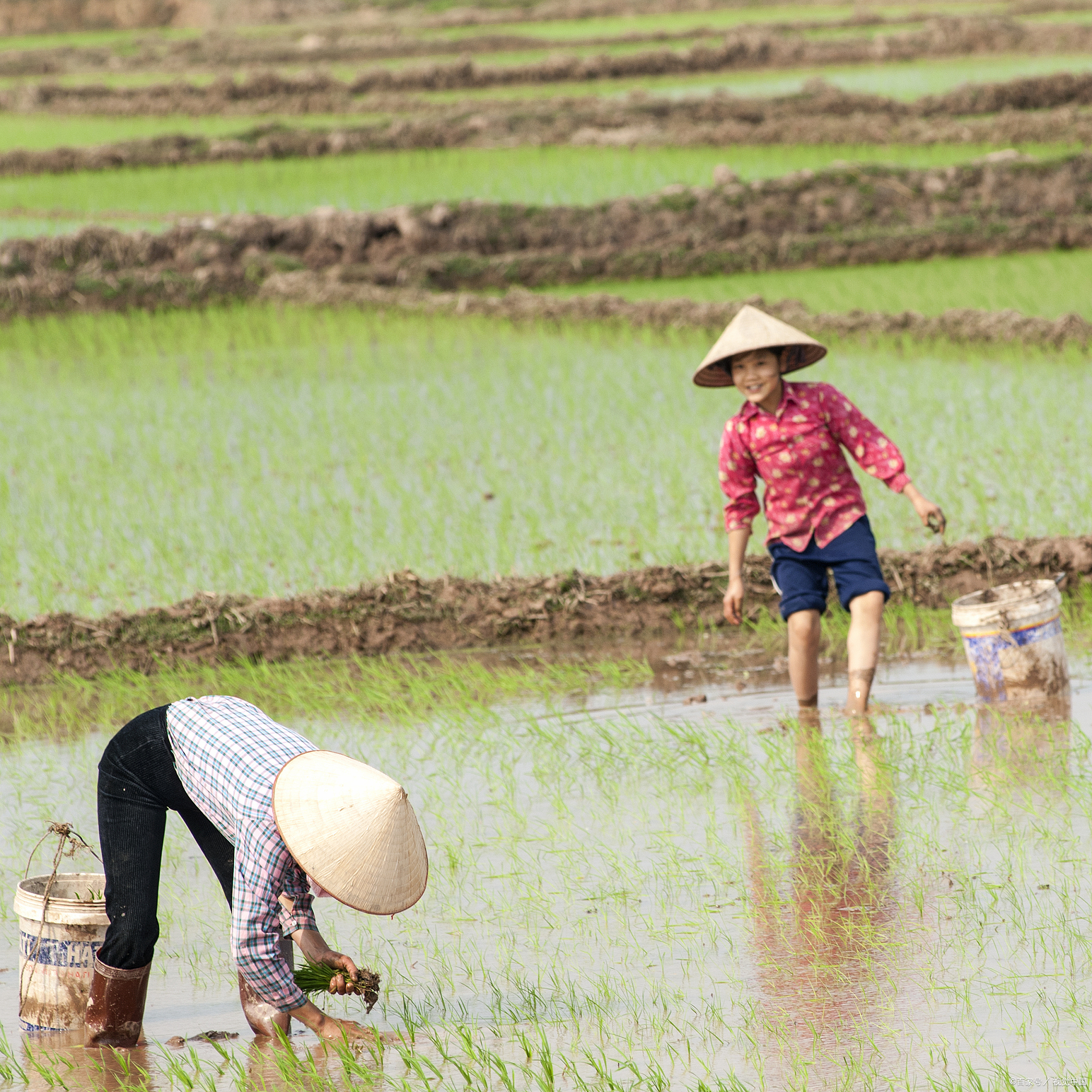 春天到来,农夫忙碌种田间.耕耘汗水,丰收兴奋满心间