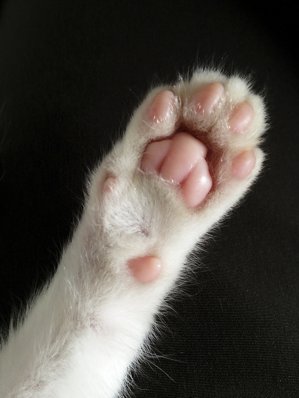 养猫经验# 如何通过猫脚底垫来判断猫咪的健康程度?