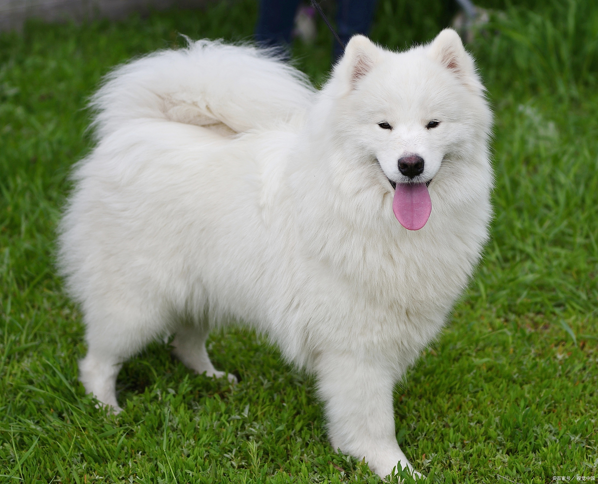 雪橇犬图片大全图片