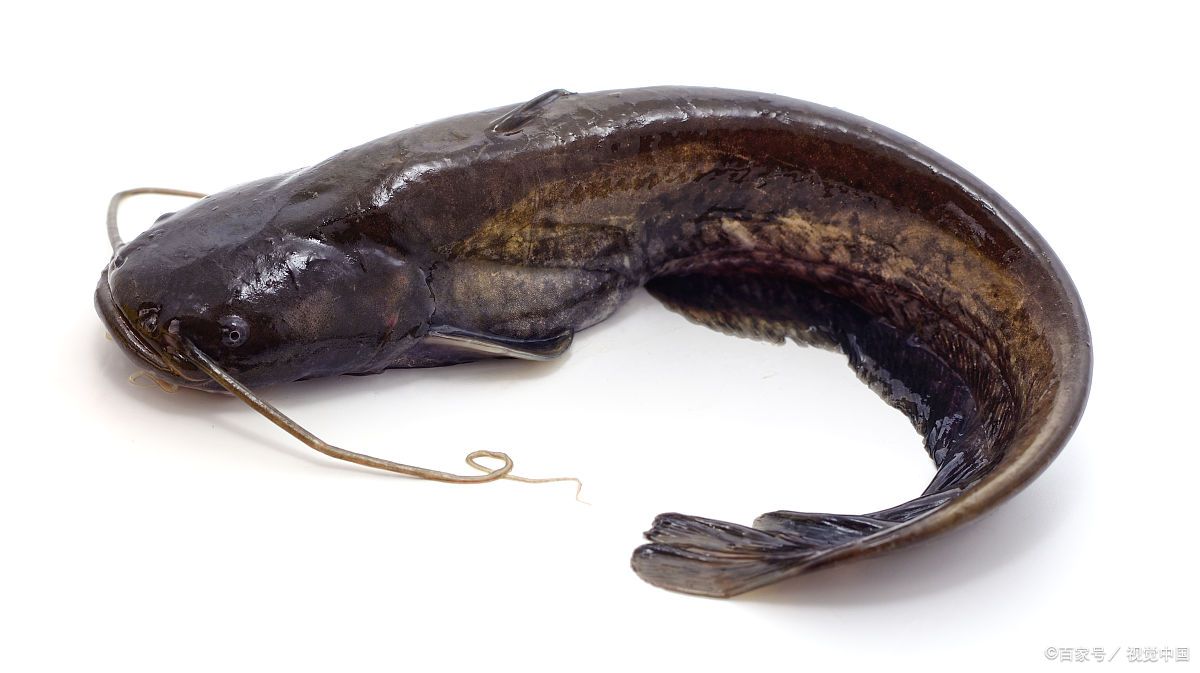 鲶鱼有很多种做法,以下是其中一些:  油炸鲶鱼:将鲶鱼洗净,切成段,裹