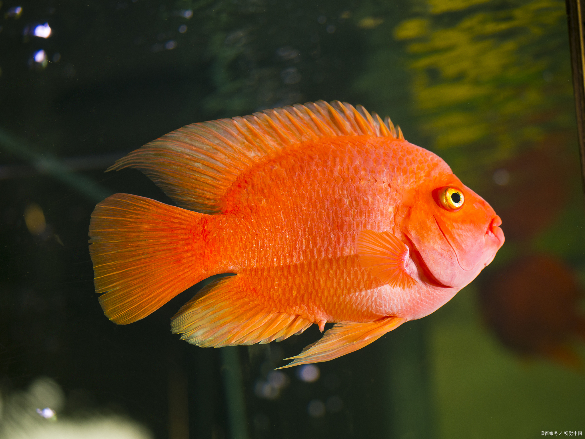 血鹦鹉 一种难养的鱼类