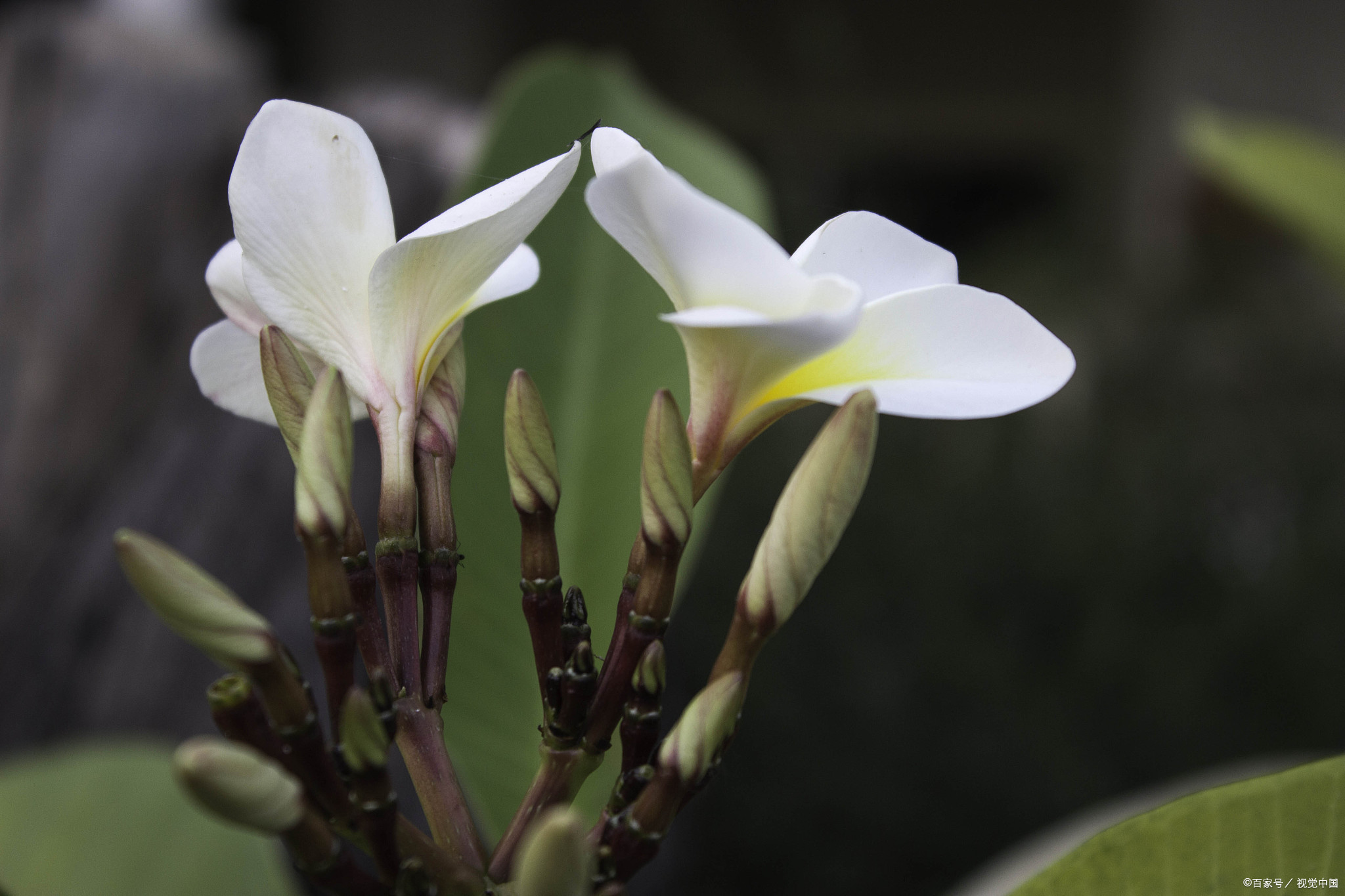 玉簪花开花图片大全图片